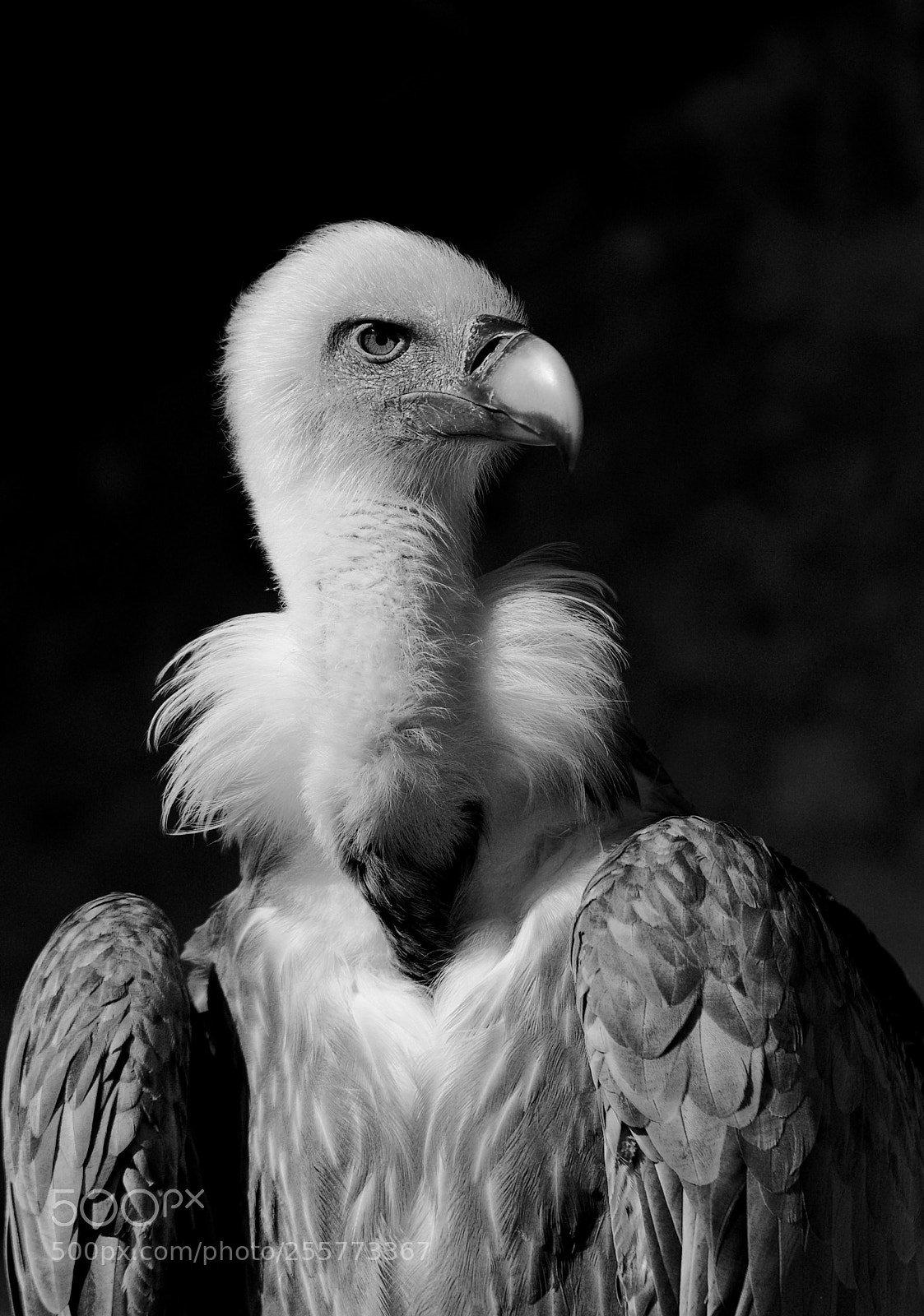 Canon EOS 80D sample photo. The silent hunter  photography