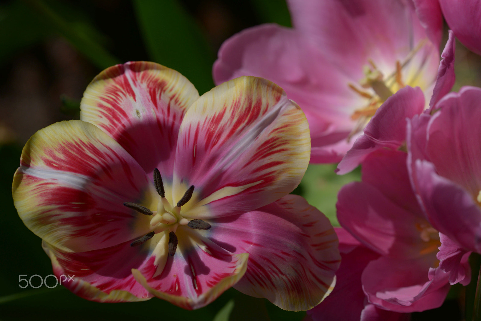 Sigma 150mm F2.8 EX DG OS Macro HSM sample photo. Colourful tulip photography