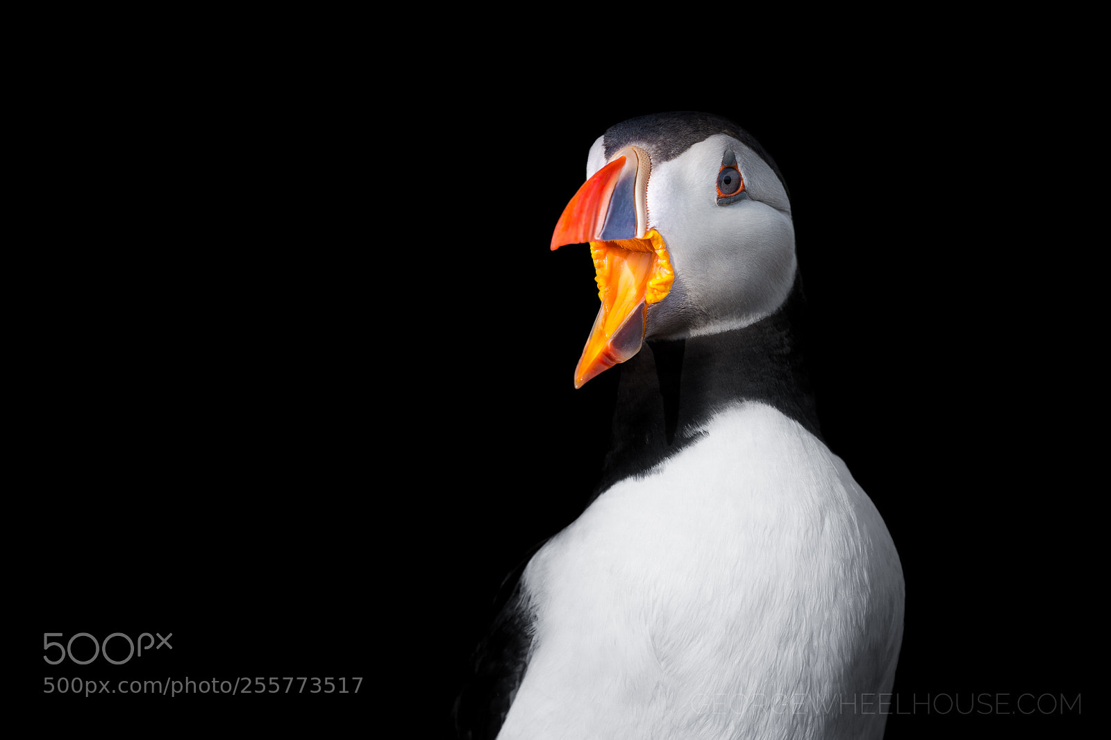 Nikon D800 sample photo. Puffin on black photography