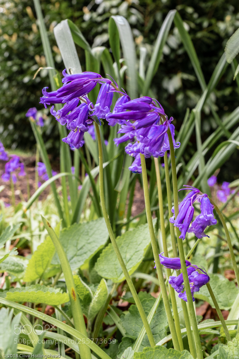 Canon EOS 7D Mark II sample photo. Purple bells photography