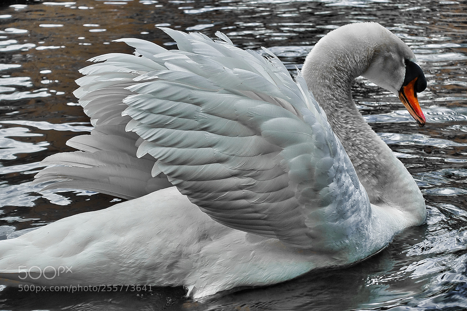 Sony Cyber-shot DSC-RX100 III sample photo. Swan photography