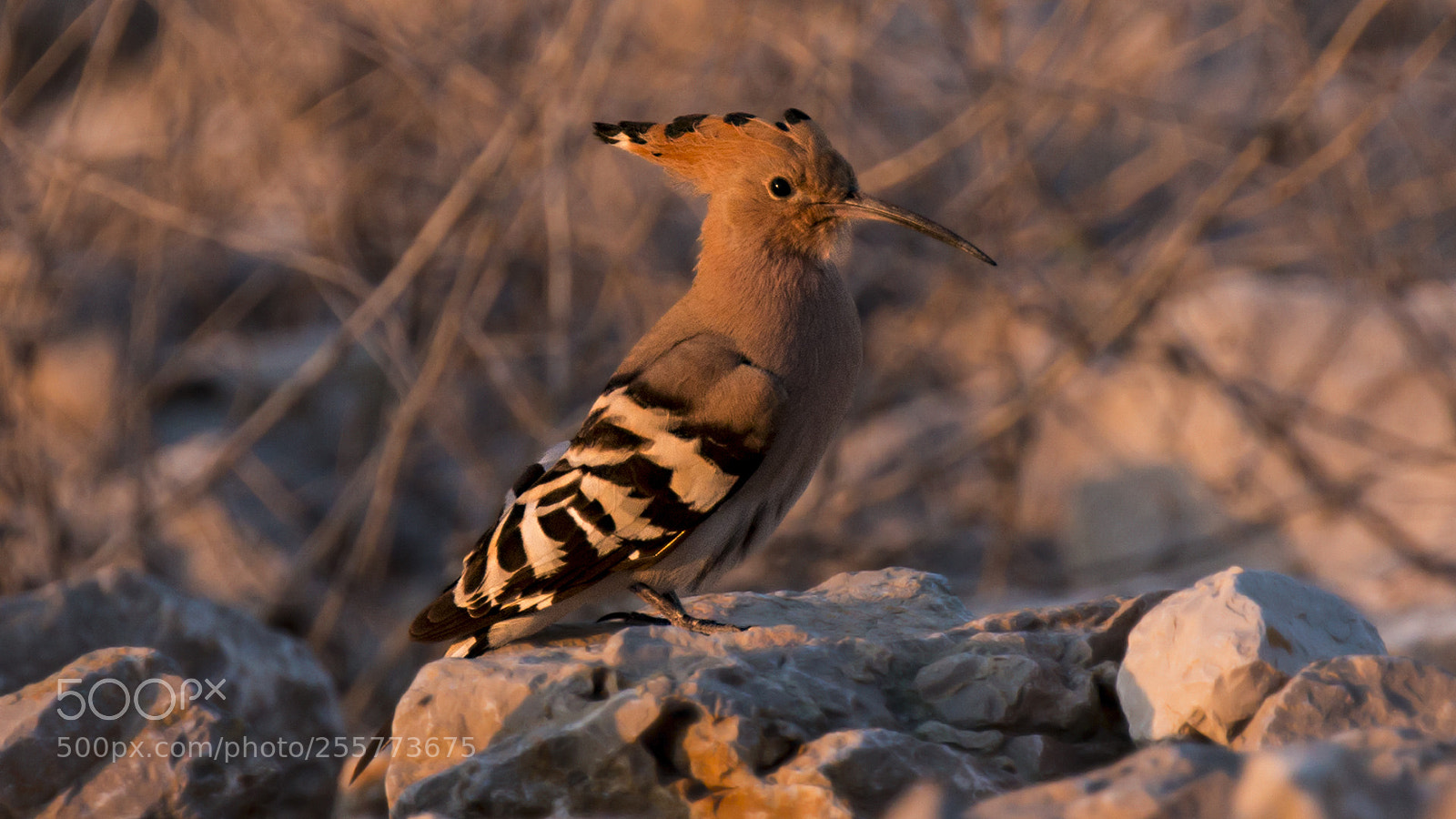 Canon EOS 70D sample photo. Bibik eurasian hoopoe upupa photography