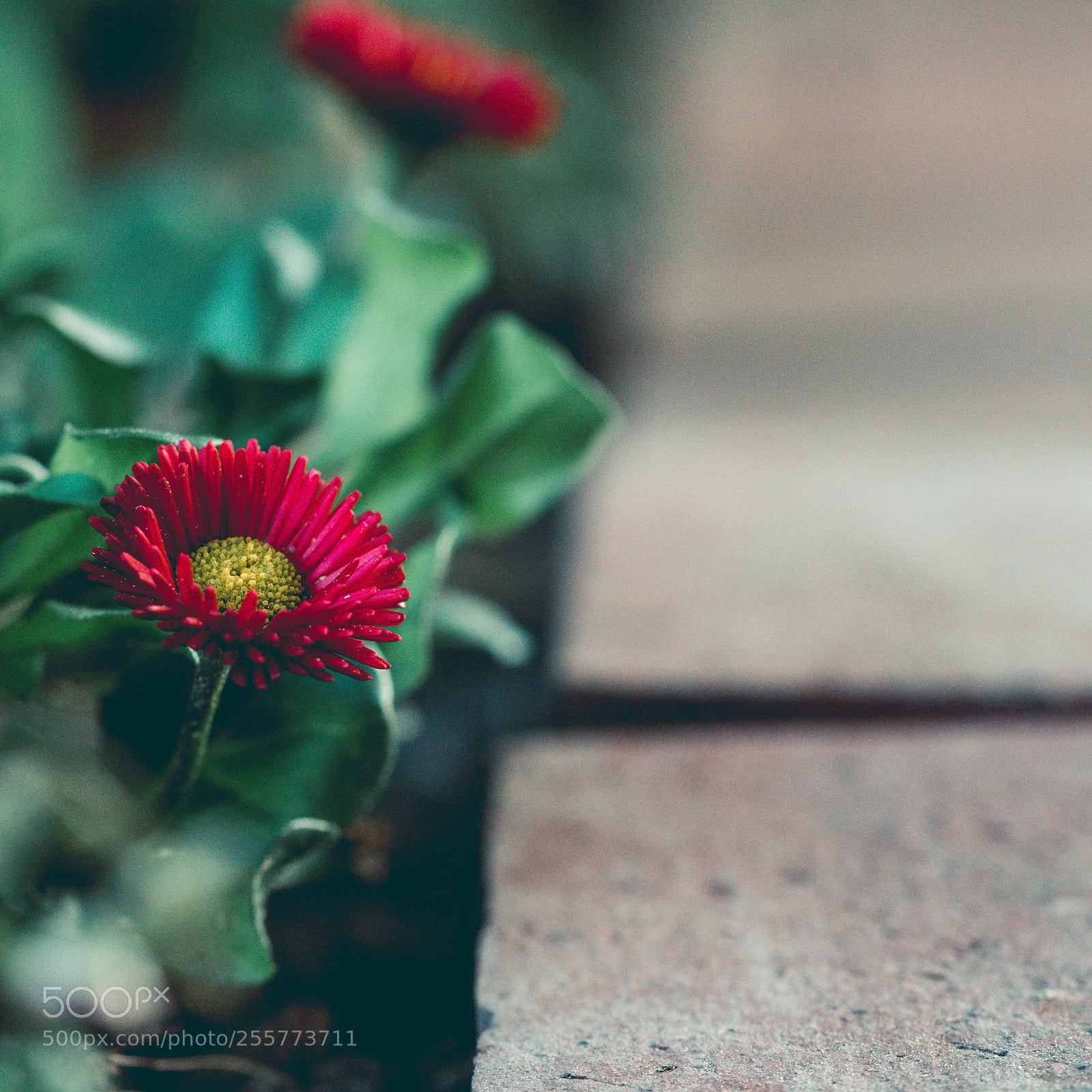 Sony a99 II sample photo. Together photography