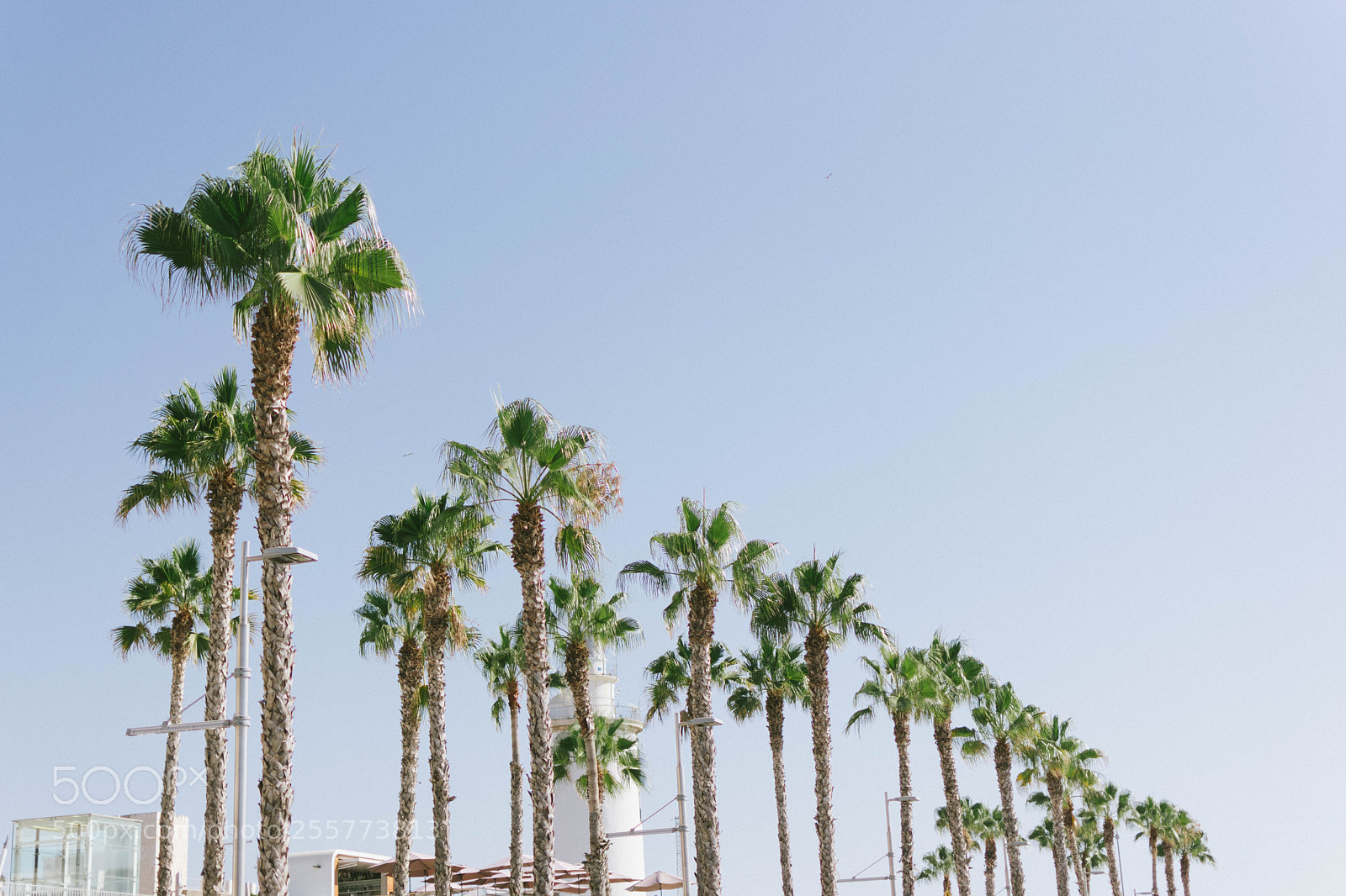 Nikon D3400 sample photo. Palm trees malaga photography