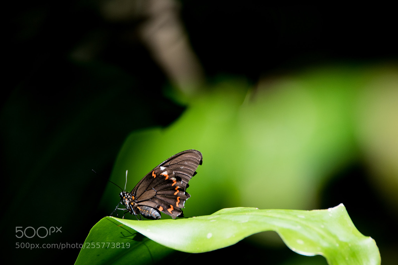 Nikon D5500 sample photo. Butterfly in the forest photography