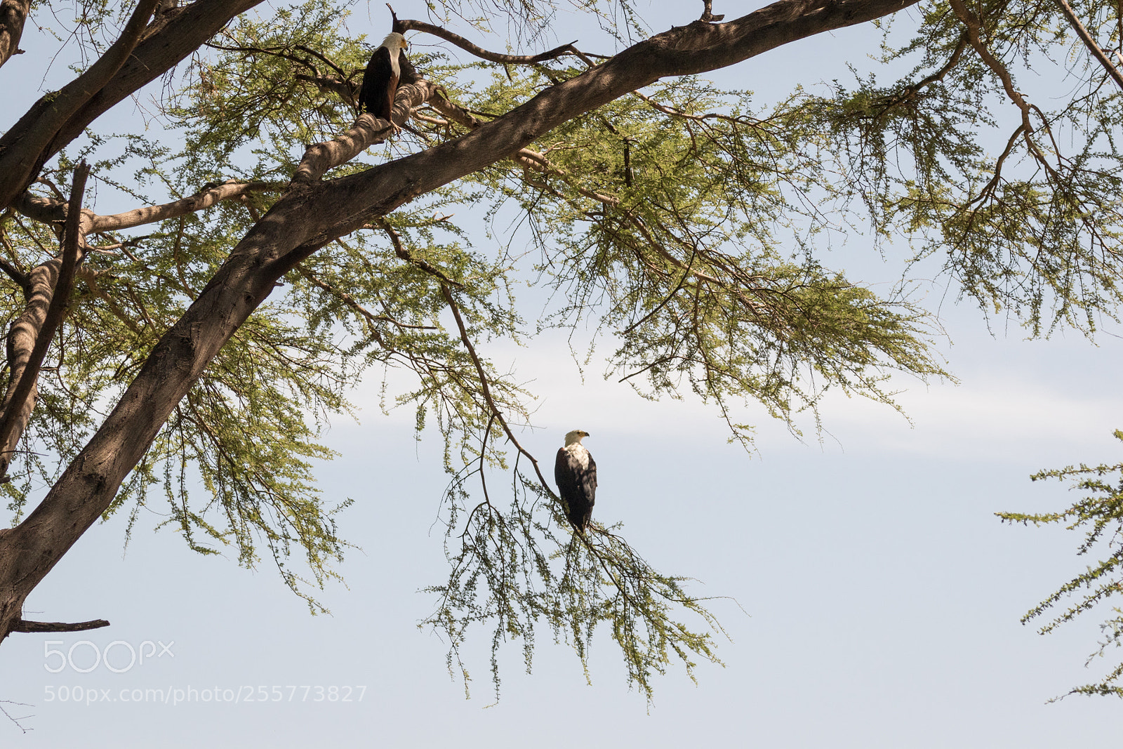 Canon EOS 7D Mark II sample photo. African fish eagles photography