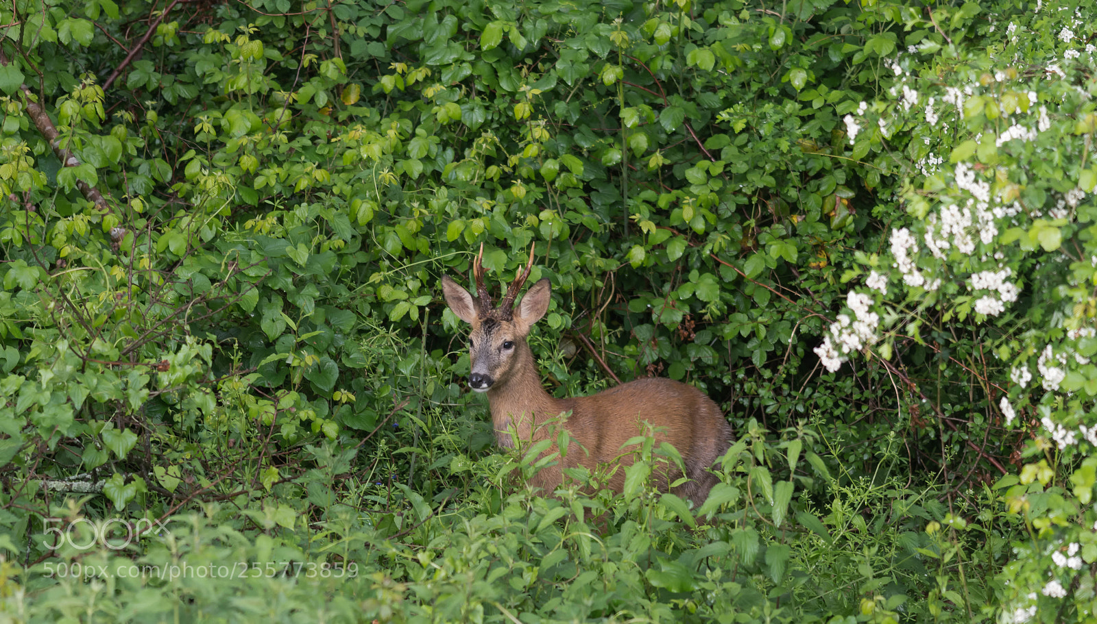 Nikon D7200 sample photo. Brocard du soir photography