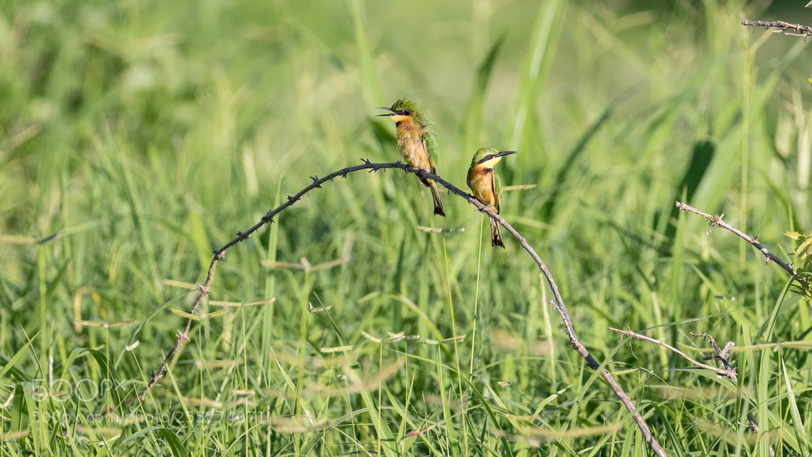 Canon EOS 7D Mark II sample photo. Bee eaters photography