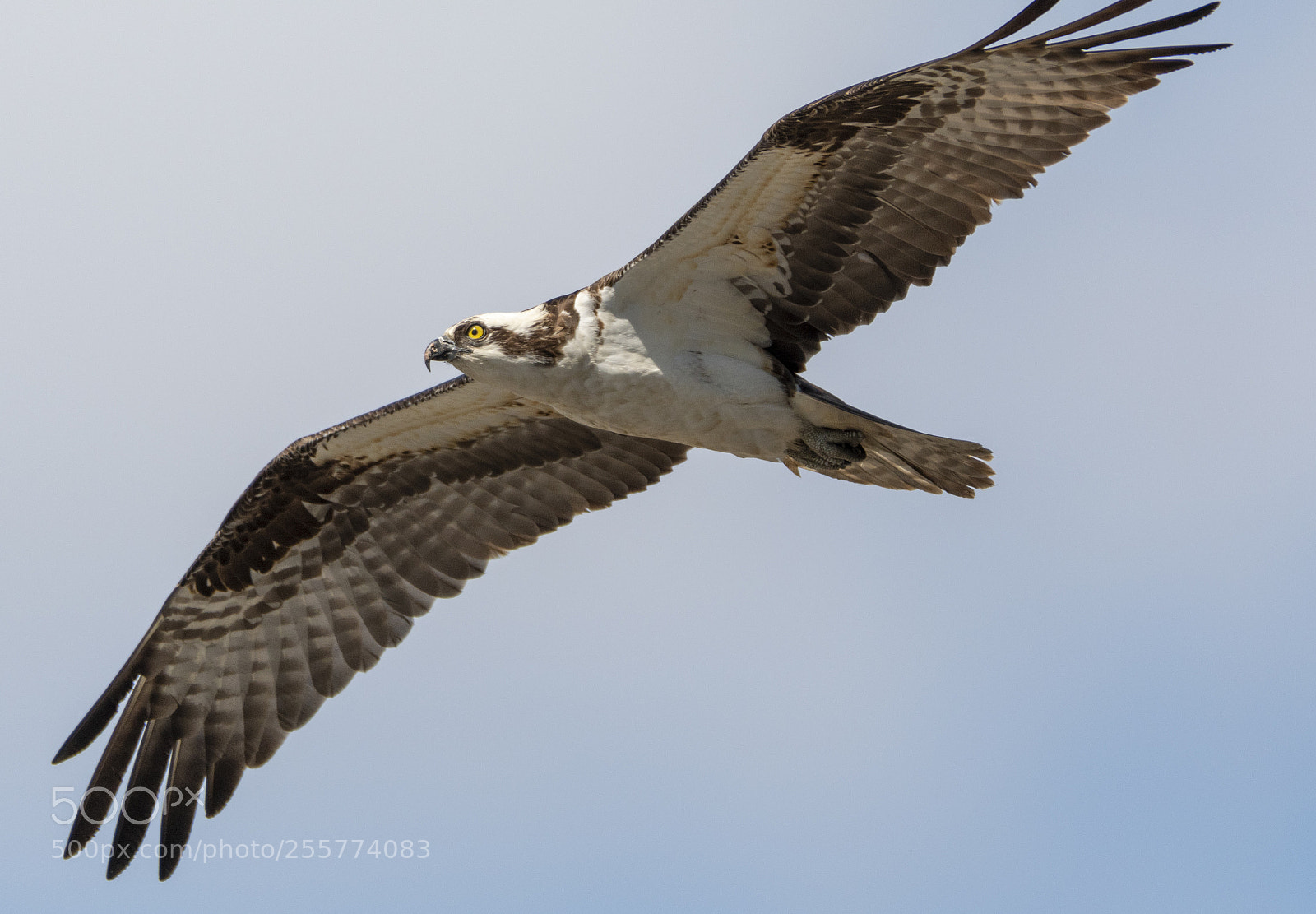 Nikon D500 sample photo. Osprey (pandion haliaetus) photography