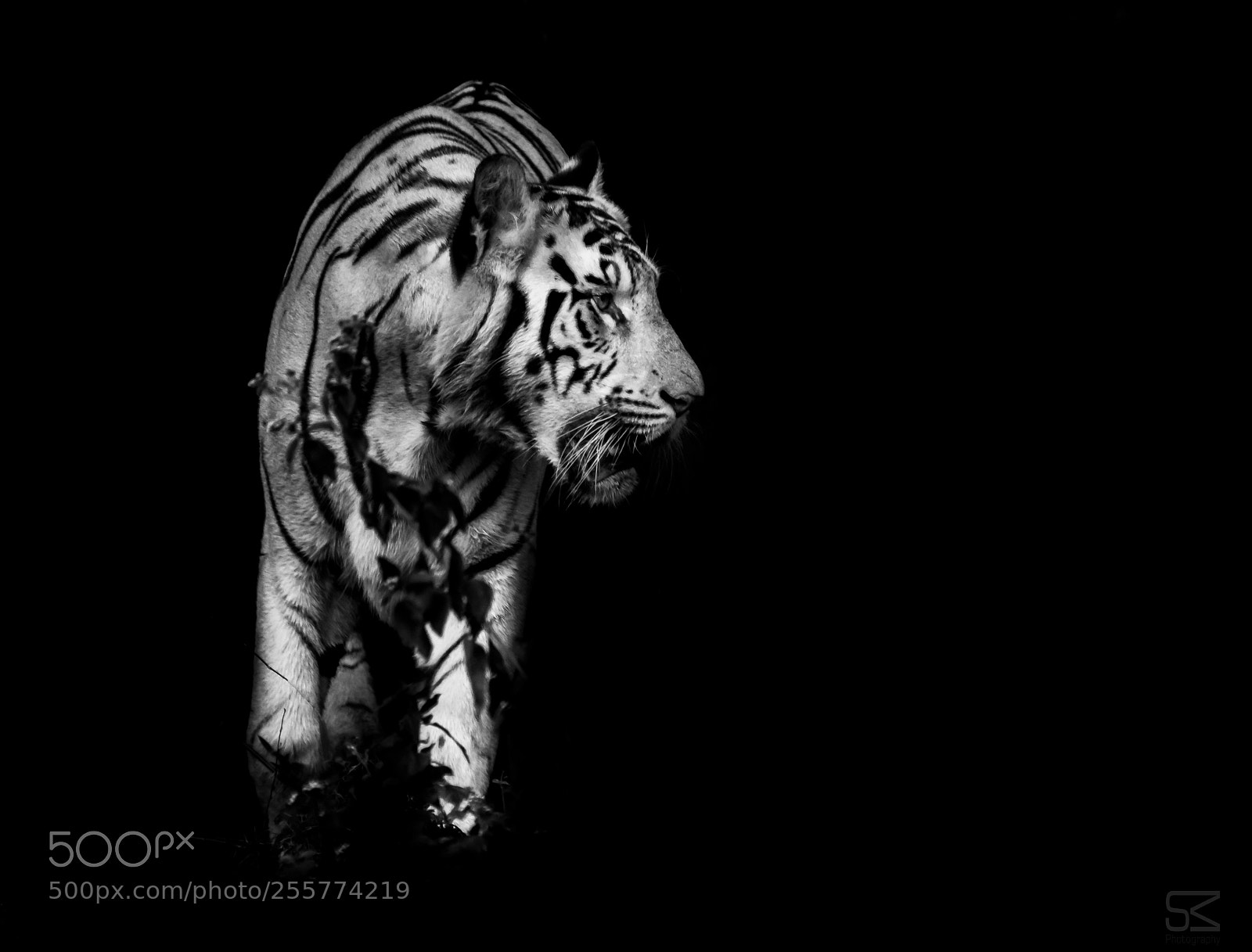 Nikon D7200 sample photo. White tiger photography