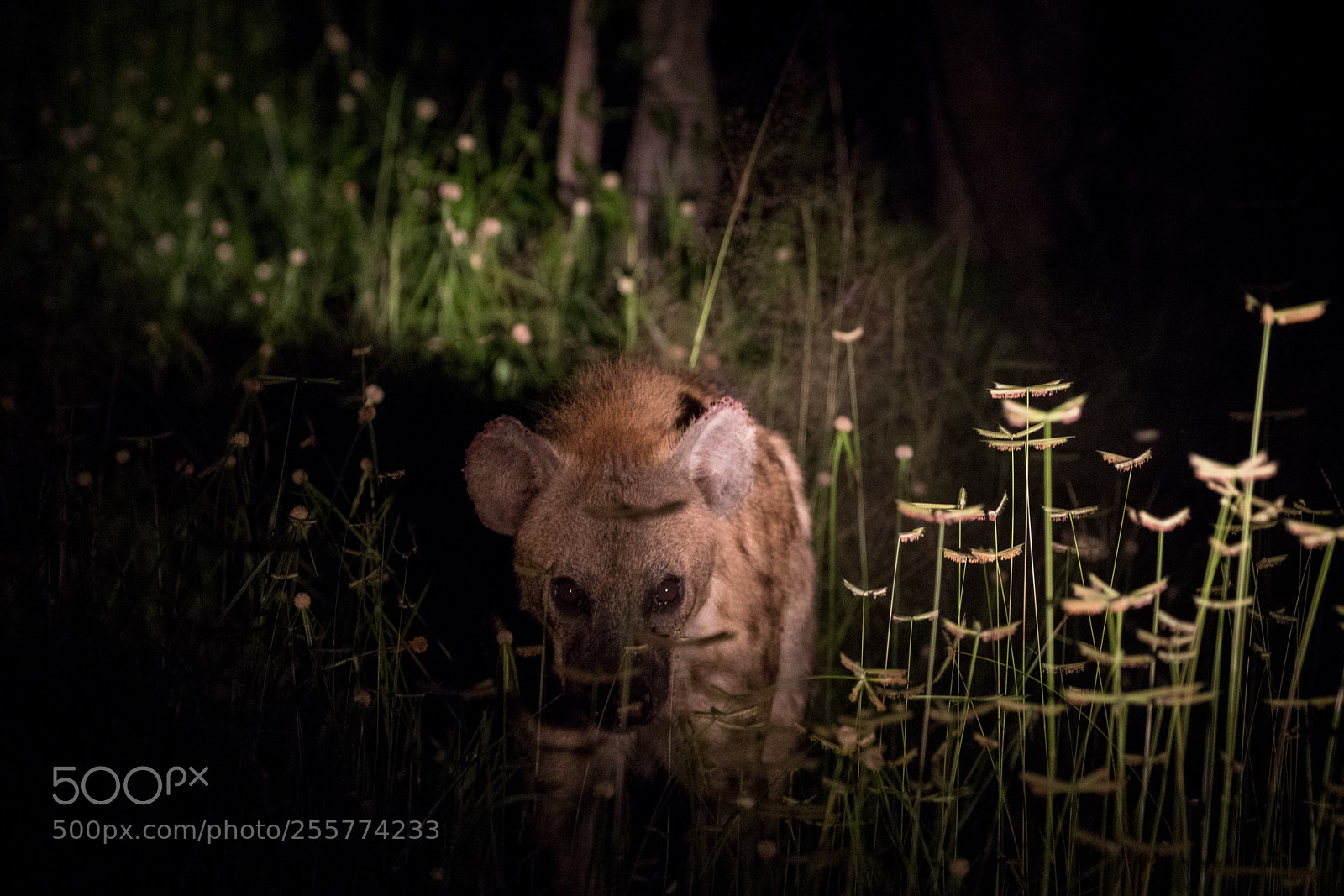 Canon EOS 7D Mark II sample photo. Hyena in tall grass photography