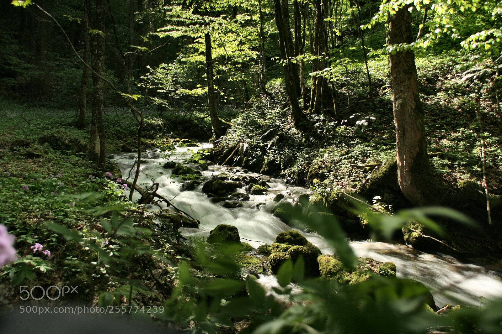 Canon EOS 350D (EOS Digital Rebel XT / EOS Kiss Digital N) sample photo. Forrest photography