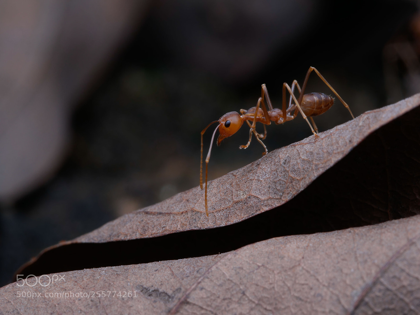 Panasonic Lumix DMC-G85 (Lumix DMC-G80) sample photo. Ant photography