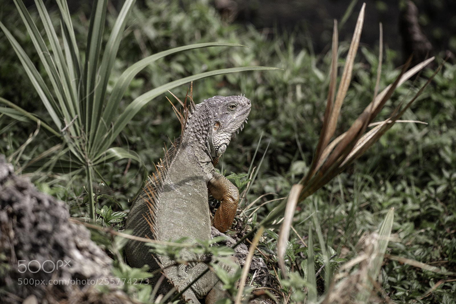 Canon EOS 6D sample photo. On the look out photography