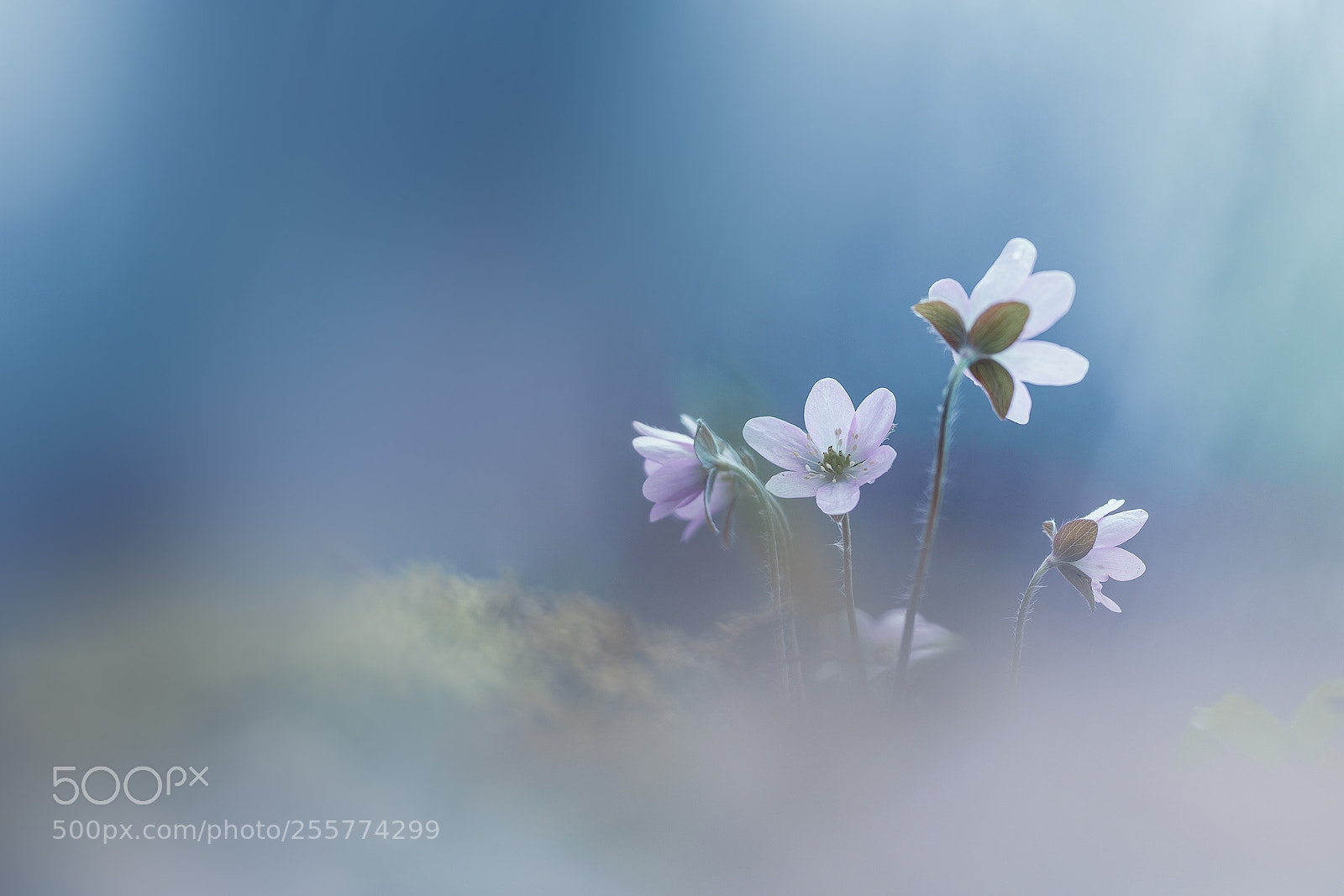 Sony a7R II sample photo. Si fragile... photography