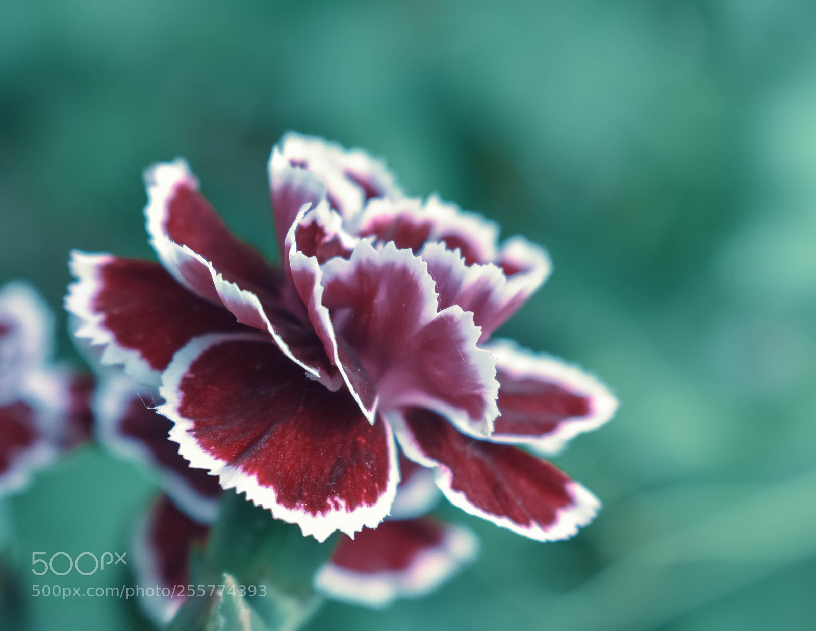 Nikon D3400 sample photo. Carnation photography