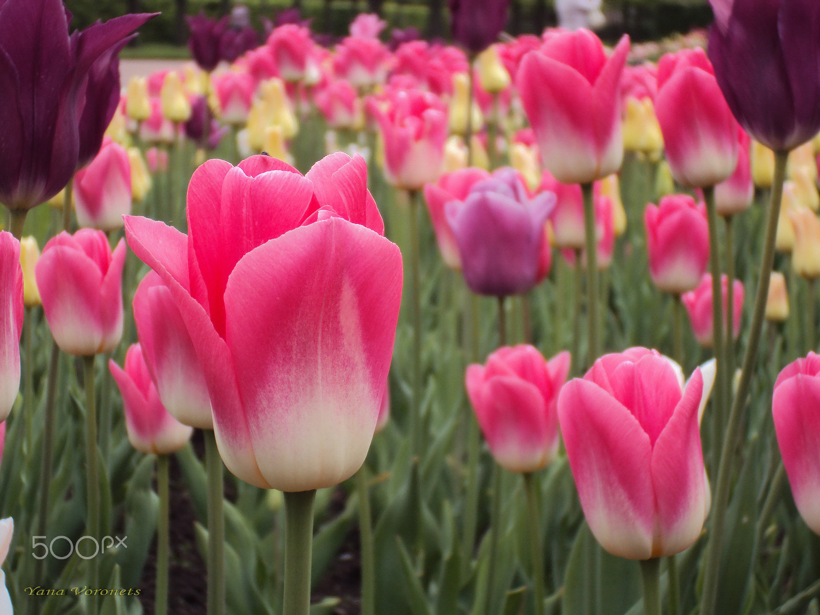 Sony DSC-W190 sample photo. Multi-colored tulips photography