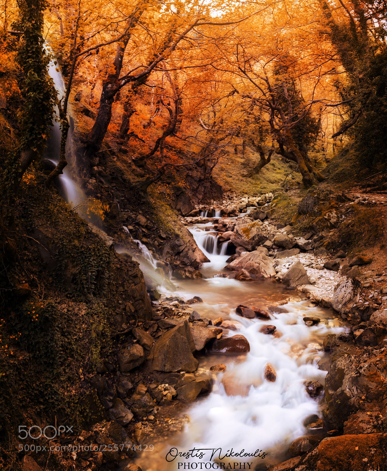 Nikon D5200 sample photo. Golden forest photography