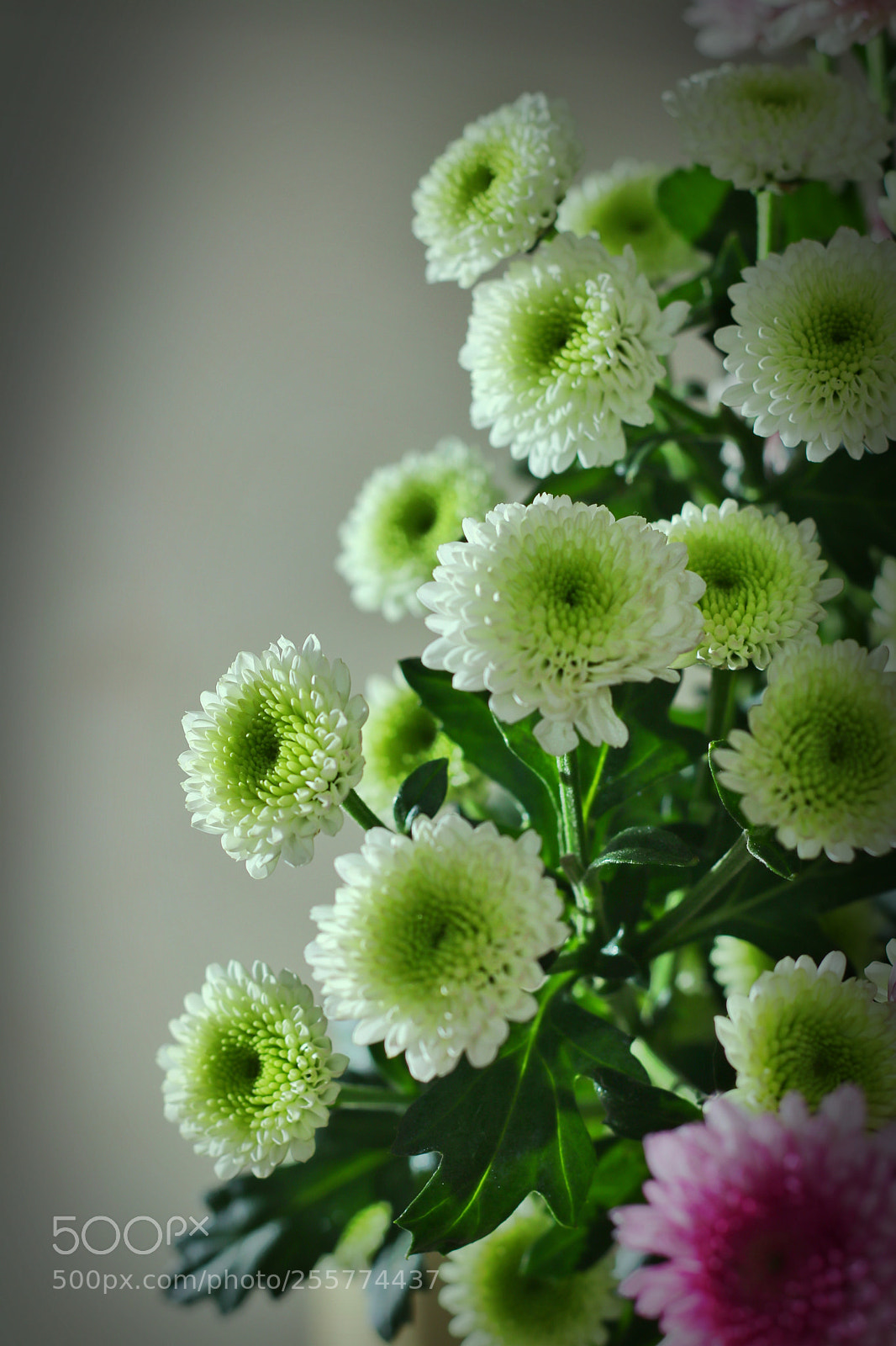 Canon EOS 80D sample photo. 菊花 photography