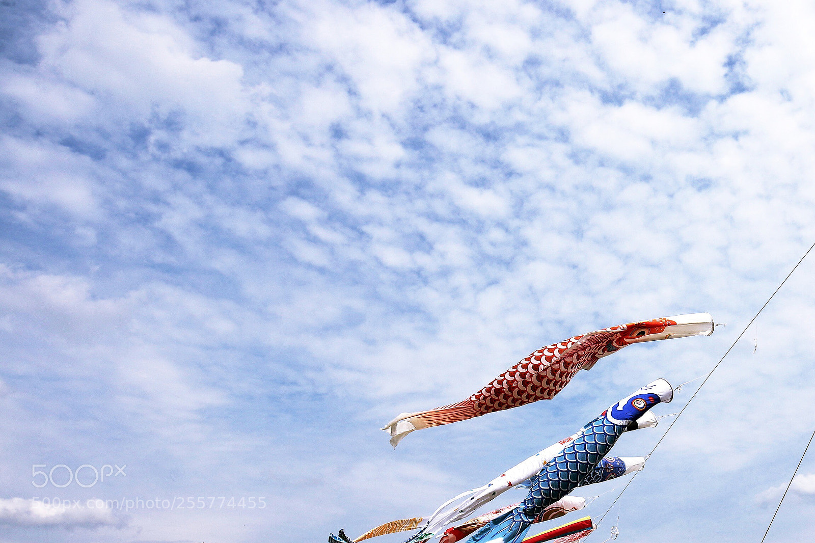 Canon EOS 70D sample photo. Swim in the sky photography