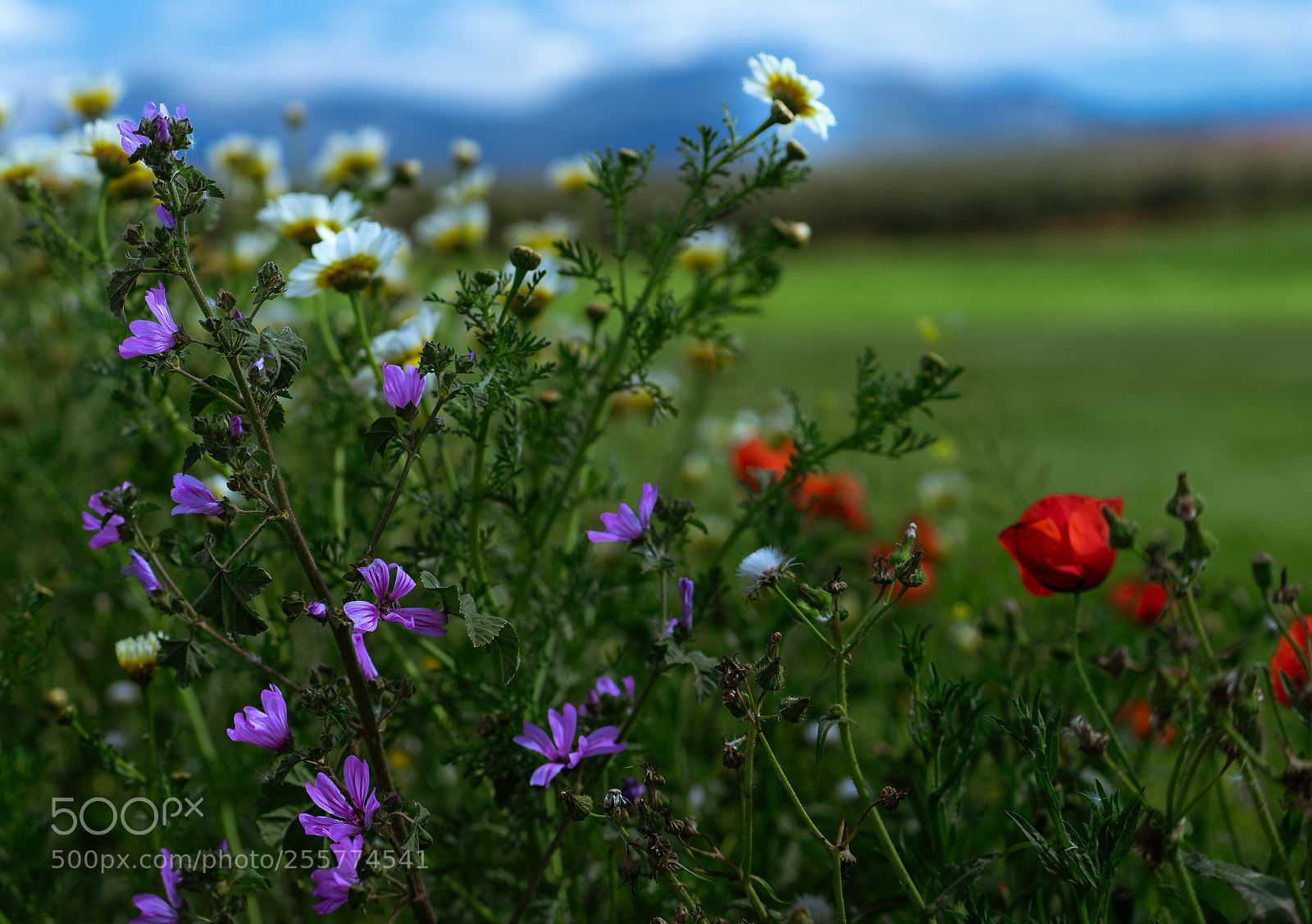 Sony a7 II sample photo. Early spring flowers photography