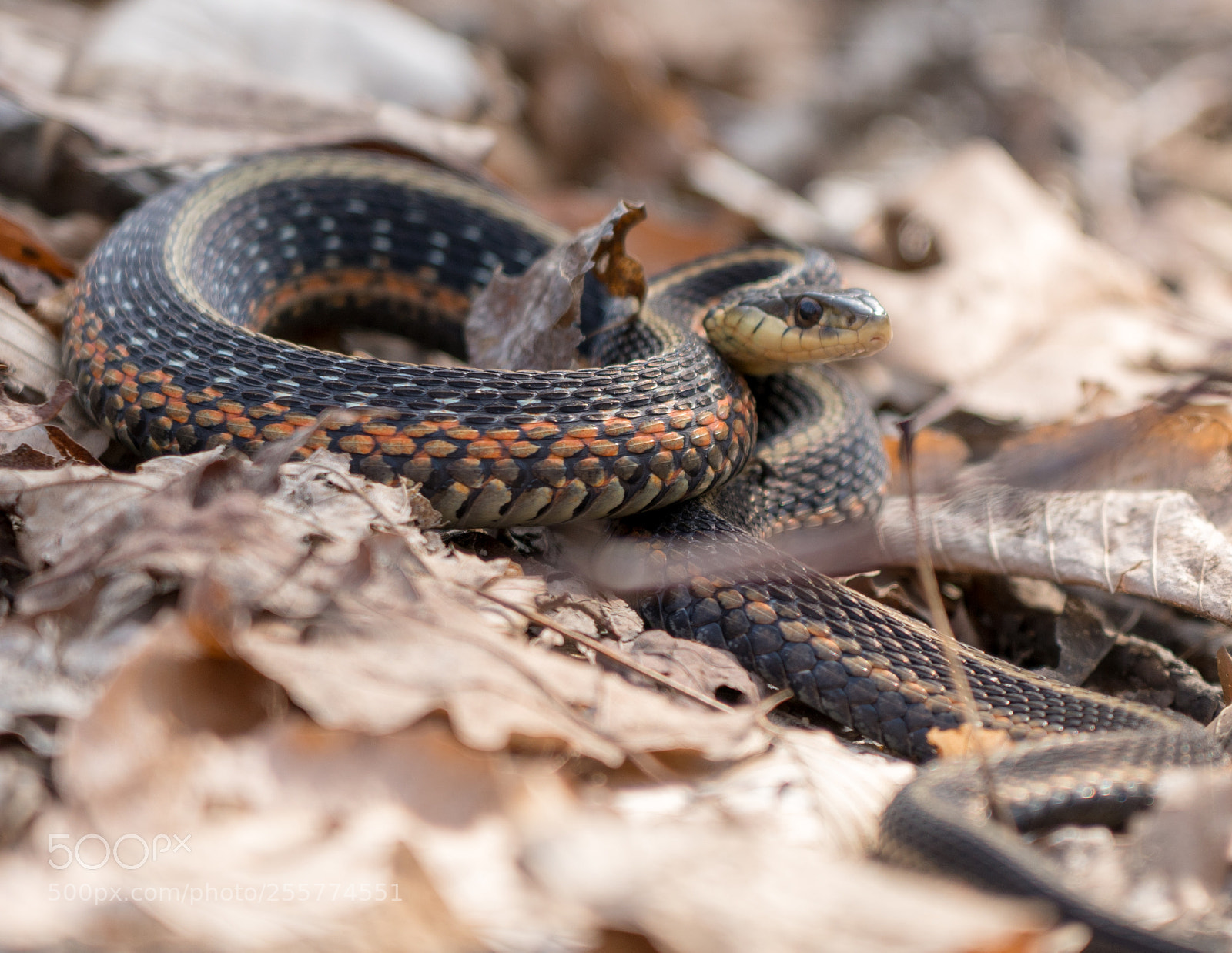 Sony a7R III sample photo. Ready to pounce photography