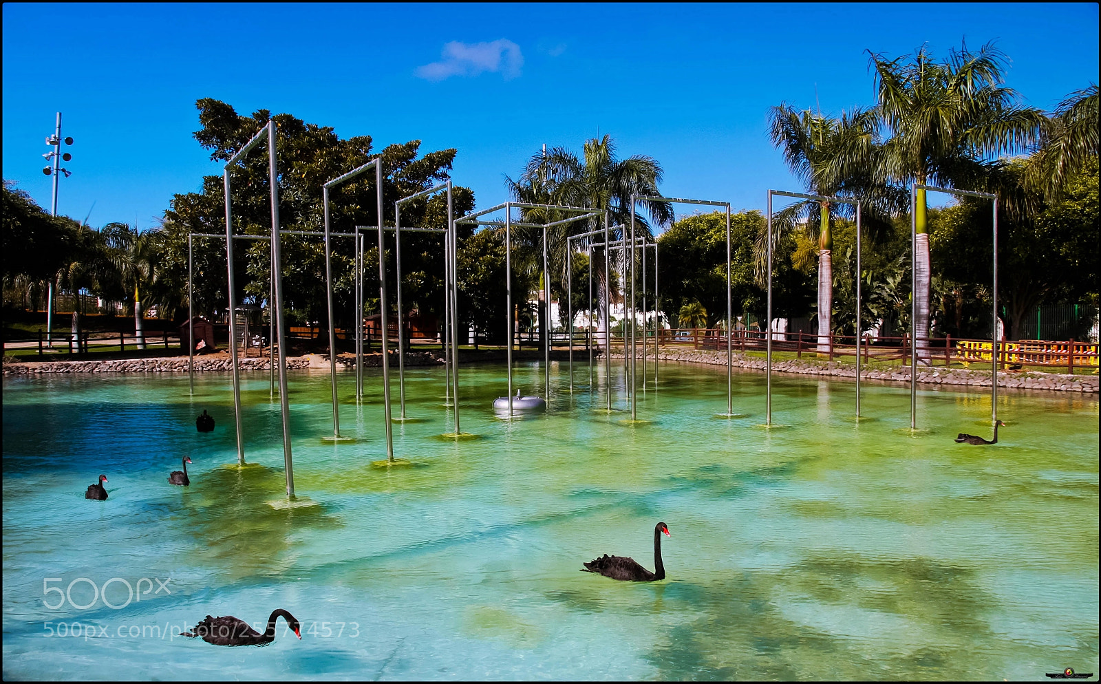 Canon EOS 40D sample photo. Cisnes en la naturaleza photography
