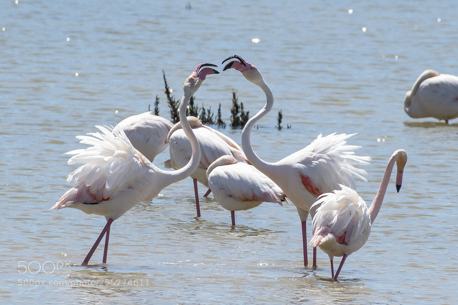 Nikon D500 sample photo. Pelea photography