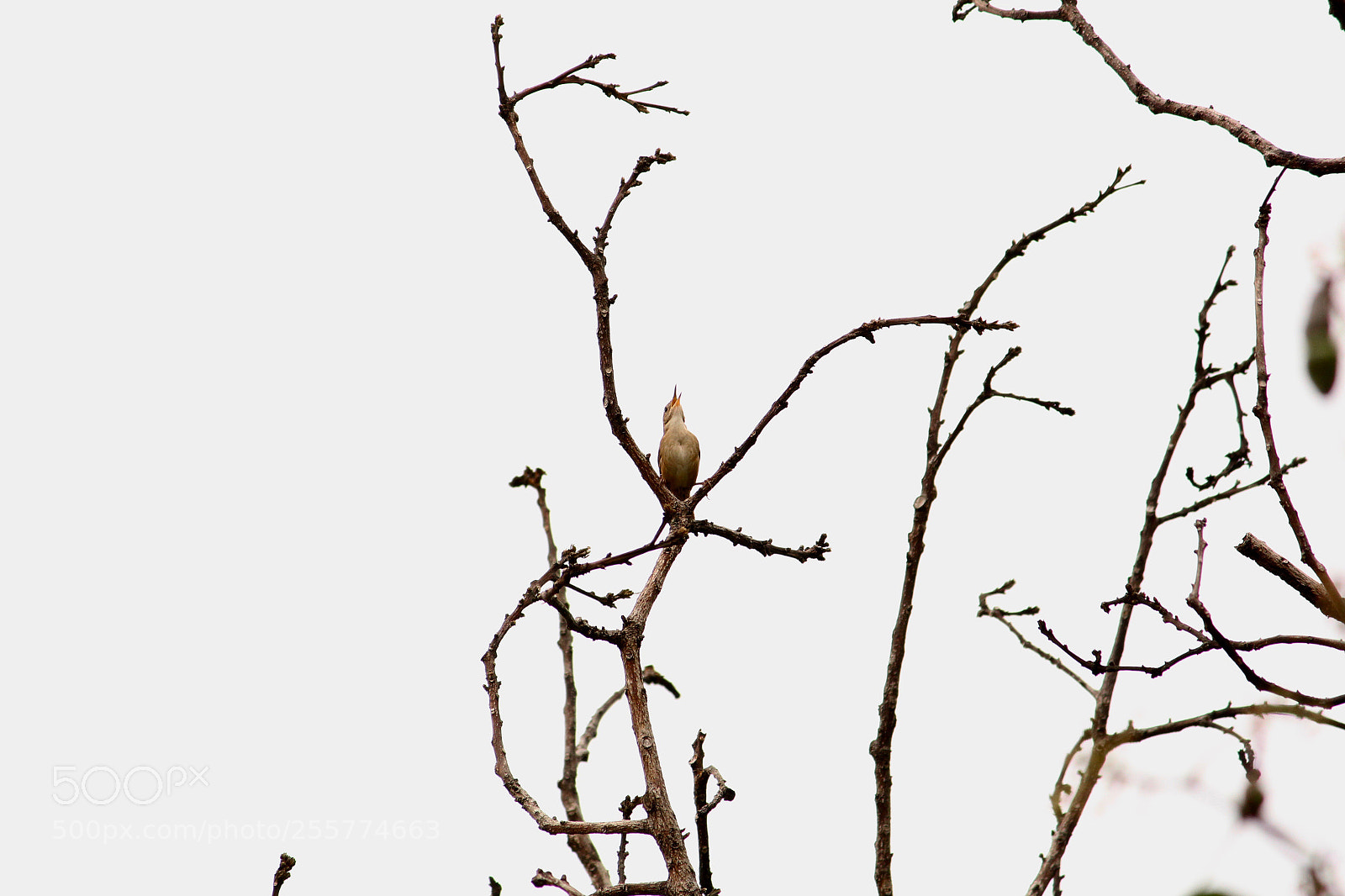 Canon EOS 700D (EOS Rebel T5i / EOS Kiss X7i) sample photo. "calling my mom..." photography