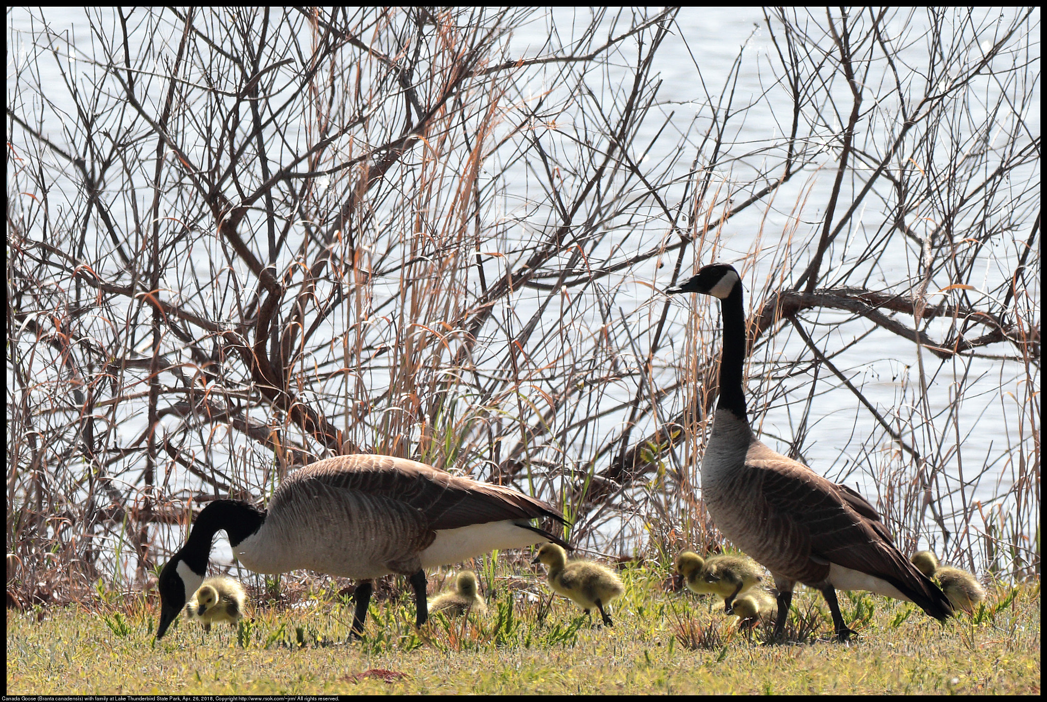 Canon EF 70-300 F4-5.6 IS II USM sample photo. Canada goose (branta canadensis) photography