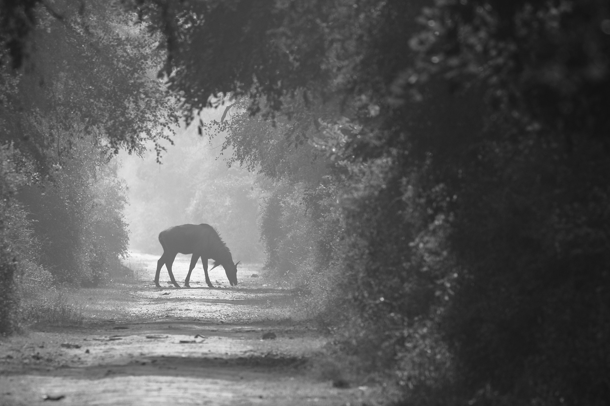 Canon EOS 7D Mark II sample photo. Blue bull photography