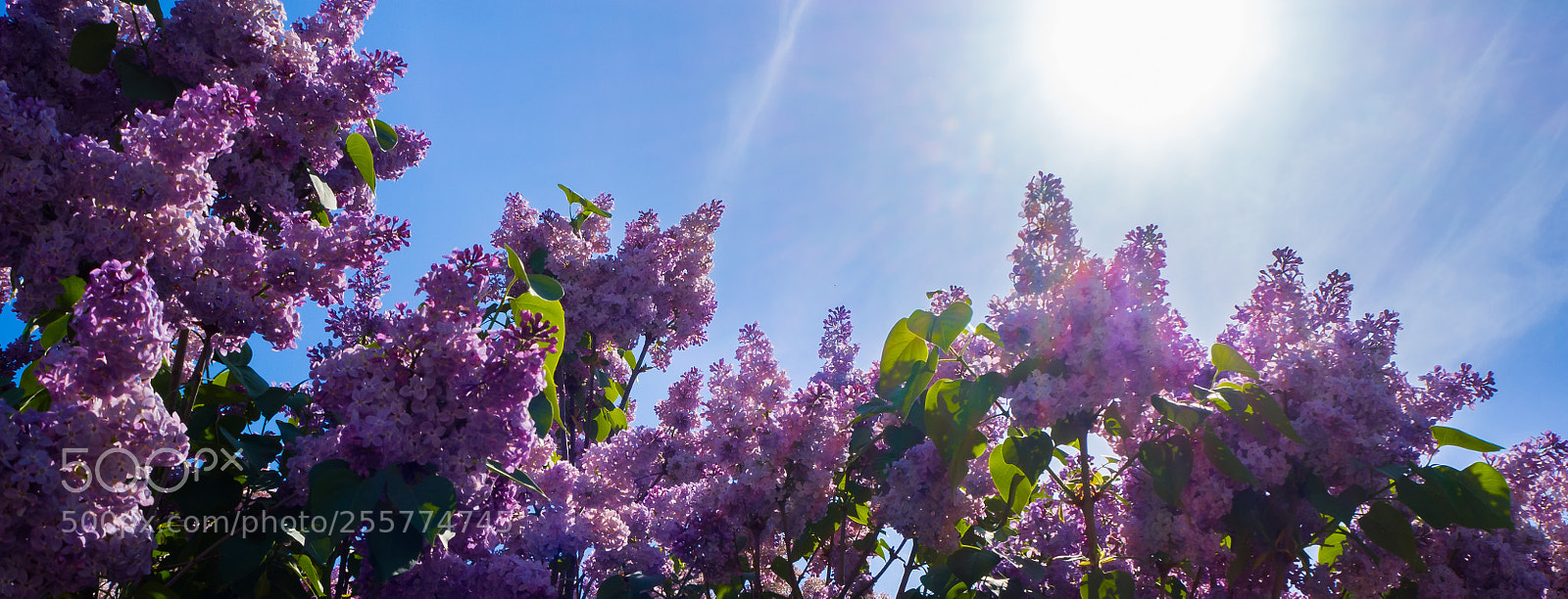 Olympus OM-D E-M10 II sample photo. Lots of lilac photography