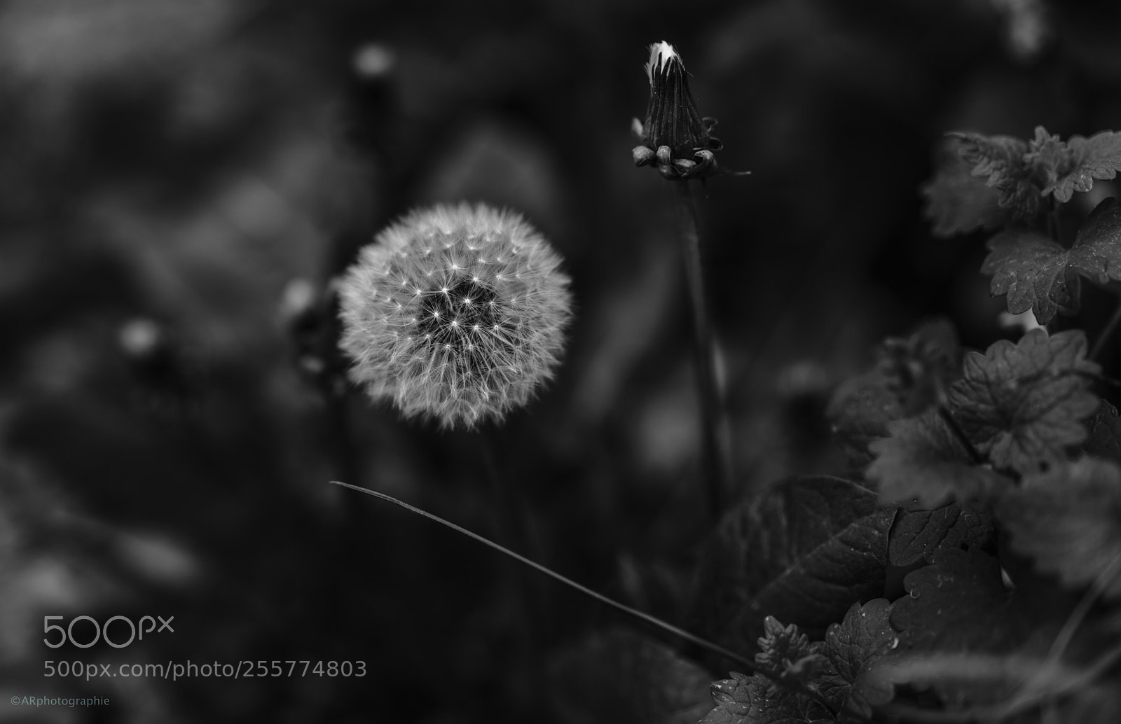 Sony a7R II sample photo. Modèle à suivre  photography