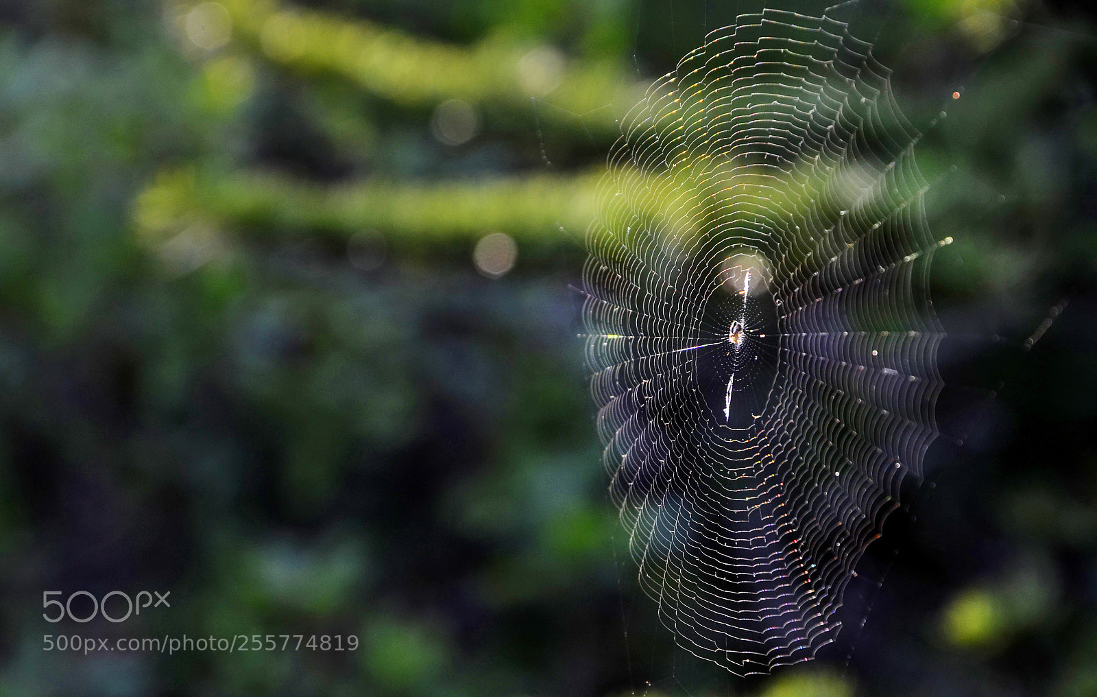 Nikon D7000 sample photo. Spider web photography