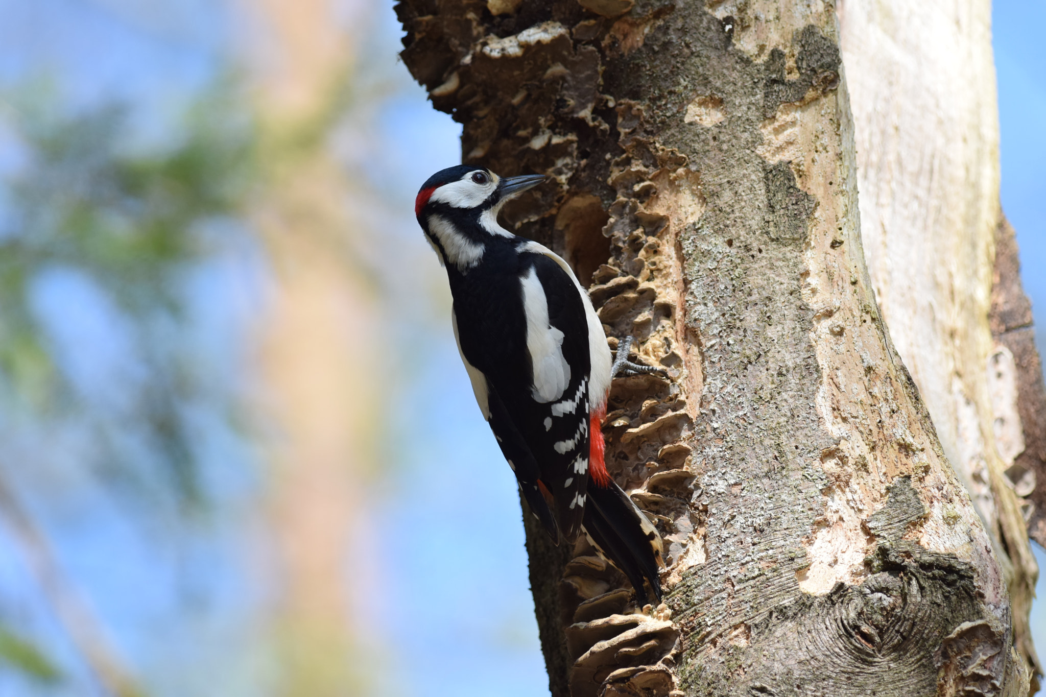 Nikon AF-S Nikkor 300mm F4D ED-IF sample photo. Woodpecker. photography