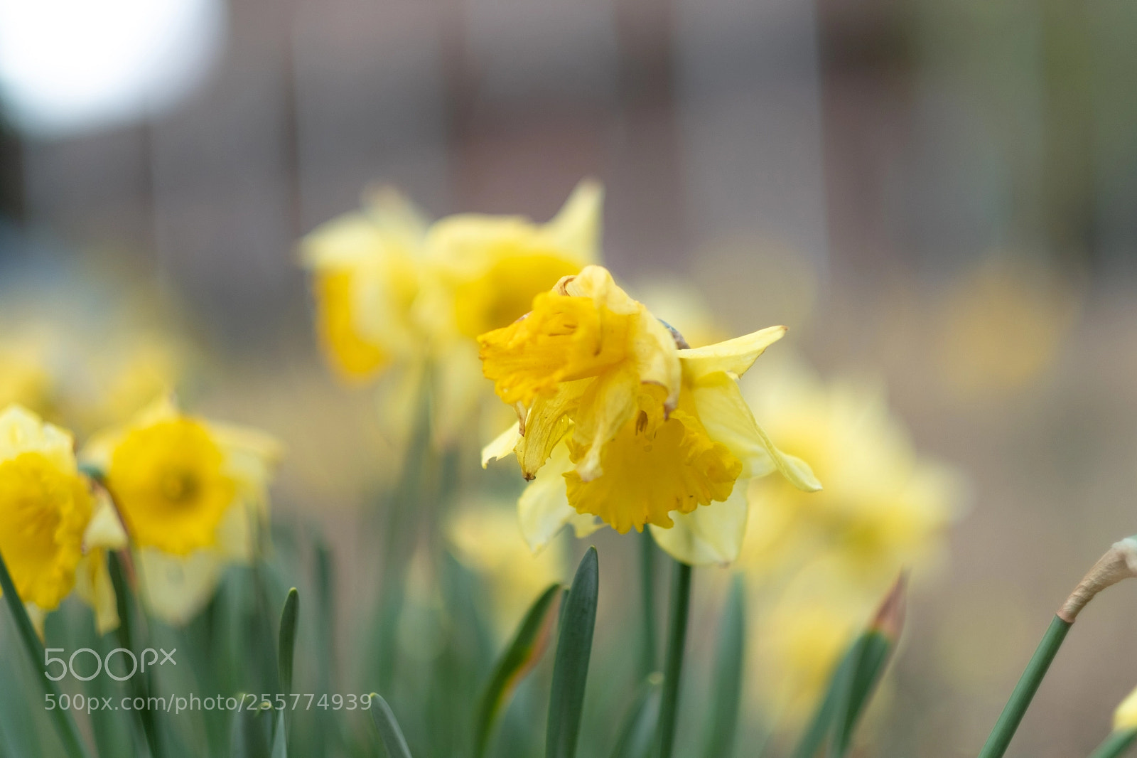 Fujifilm X-T2 sample photo. Spring is now really photography
