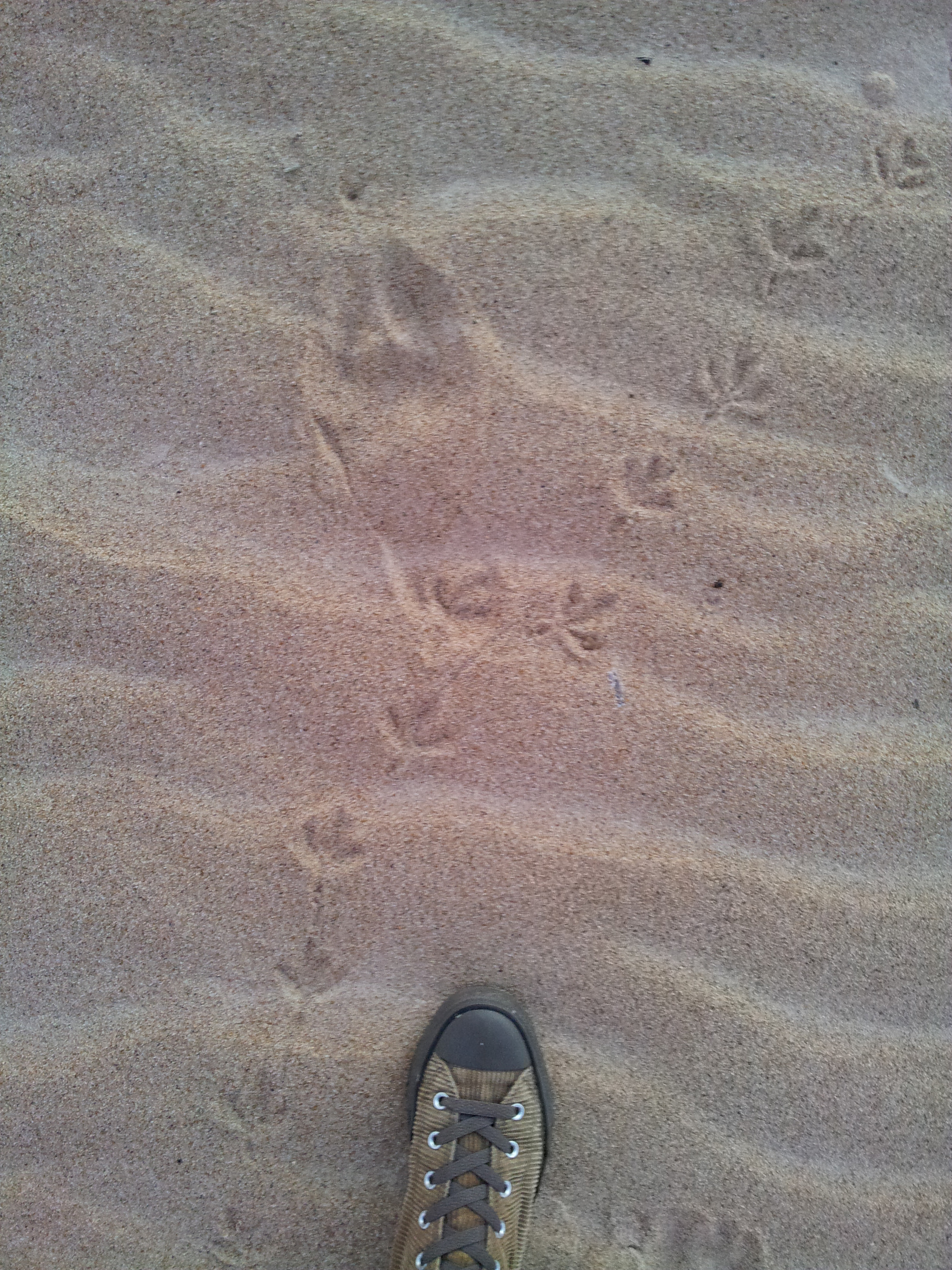 Samsung Galaxy Note sample photo. Caminando walking photography
