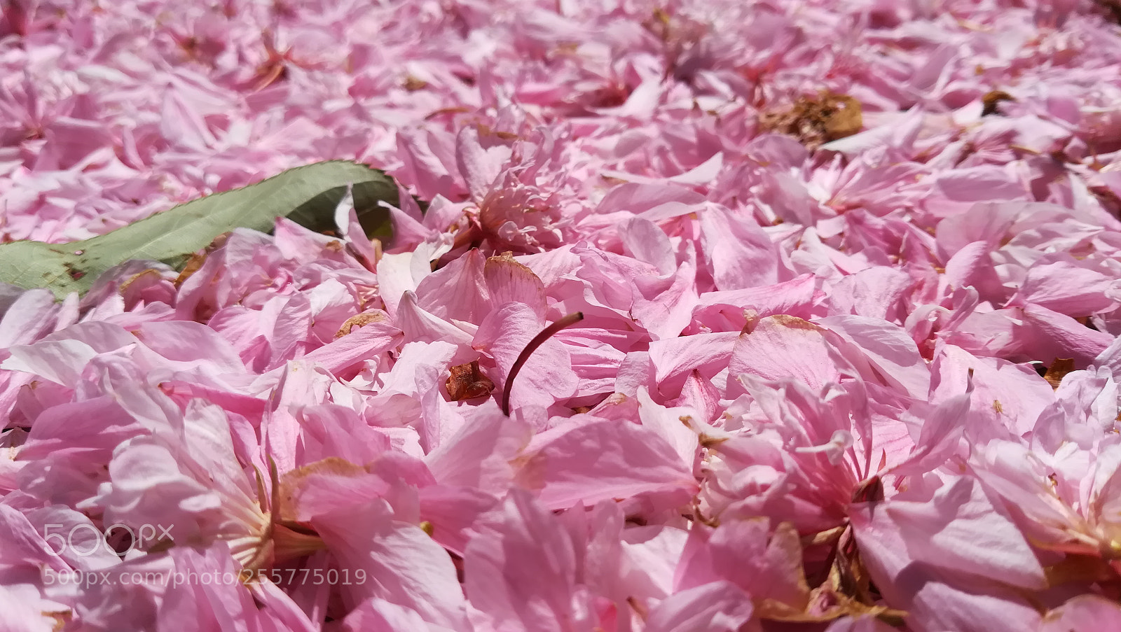 HUAWEI PRA-LX1 sample photo. Pink photography