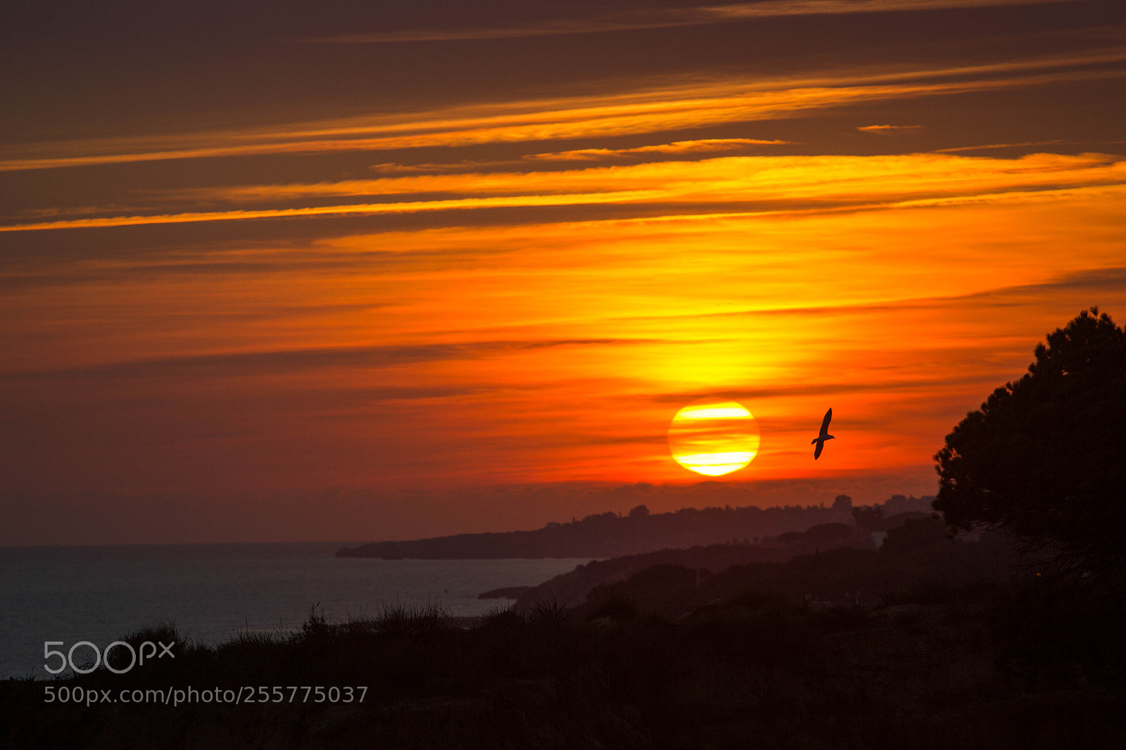 Canon EOS 550D (EOS Rebel T2i / EOS Kiss X4) sample photo. Vilamoura sunset photography
