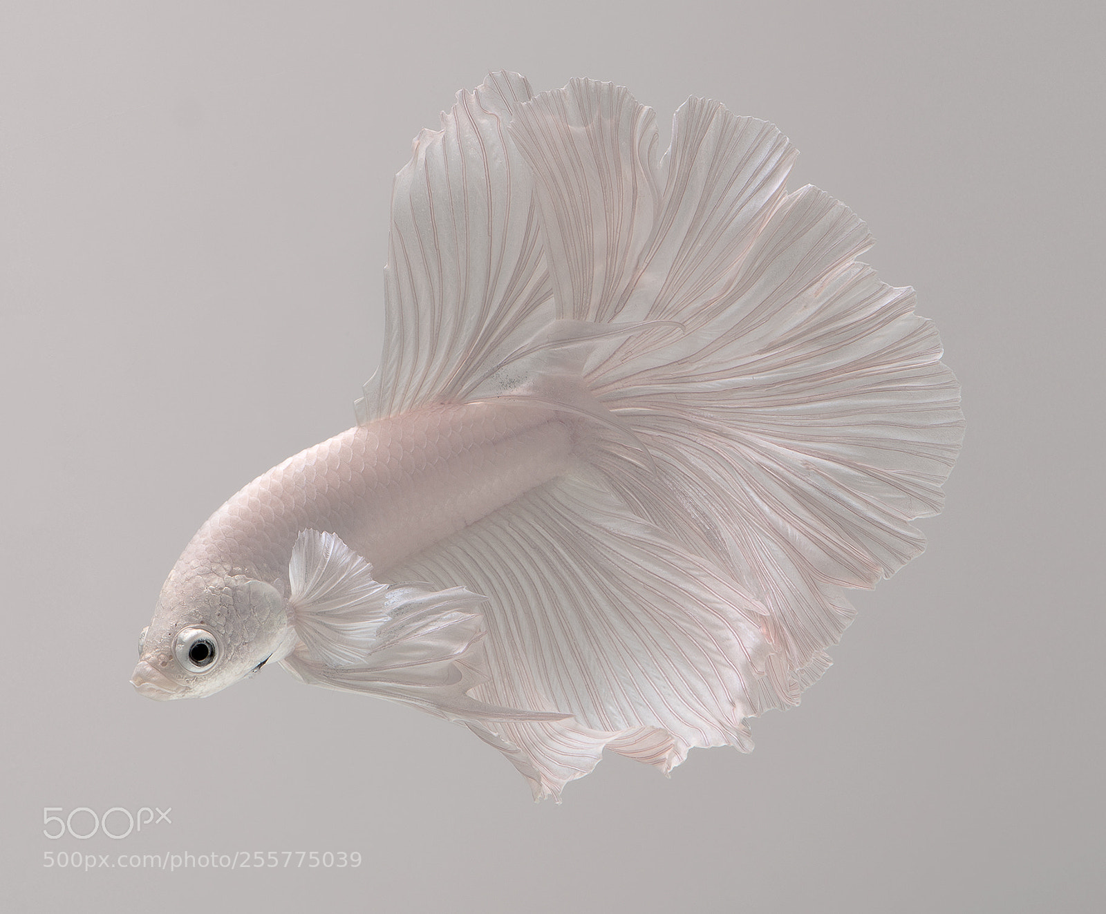 Nikon D850 sample photo. White bettafish photography