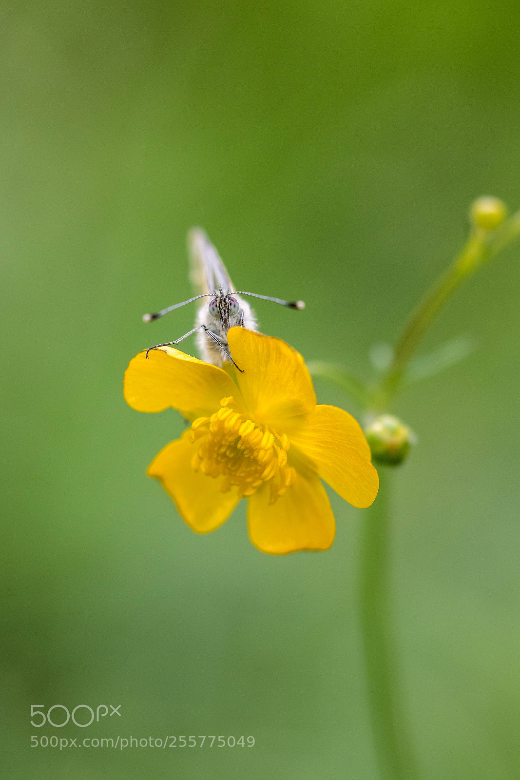 Olympus OM-D E-M1 sample photo. Rapswei ling green-veined white photography