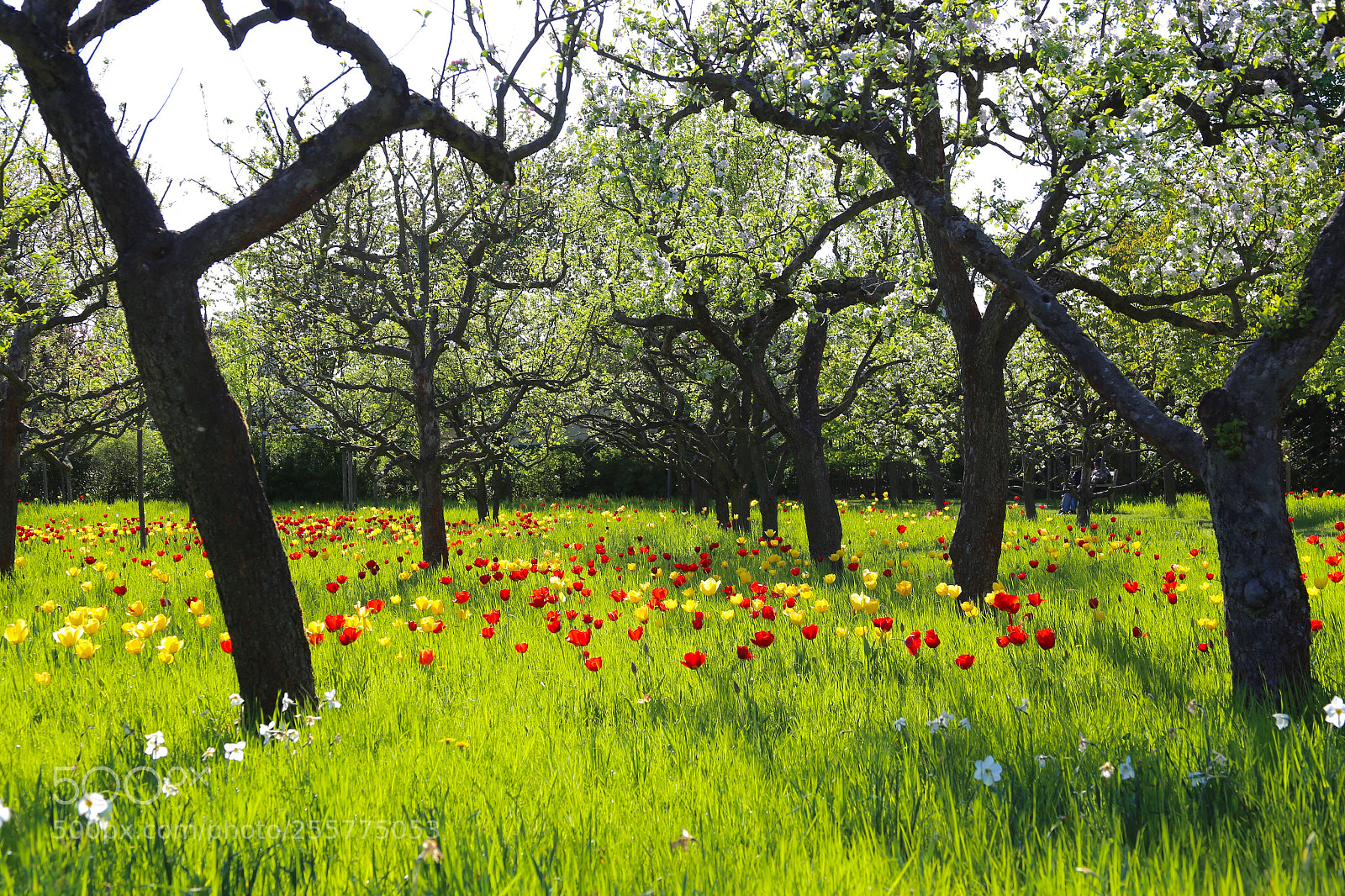 Canon EOS 6D sample photo. Britzer garten photography