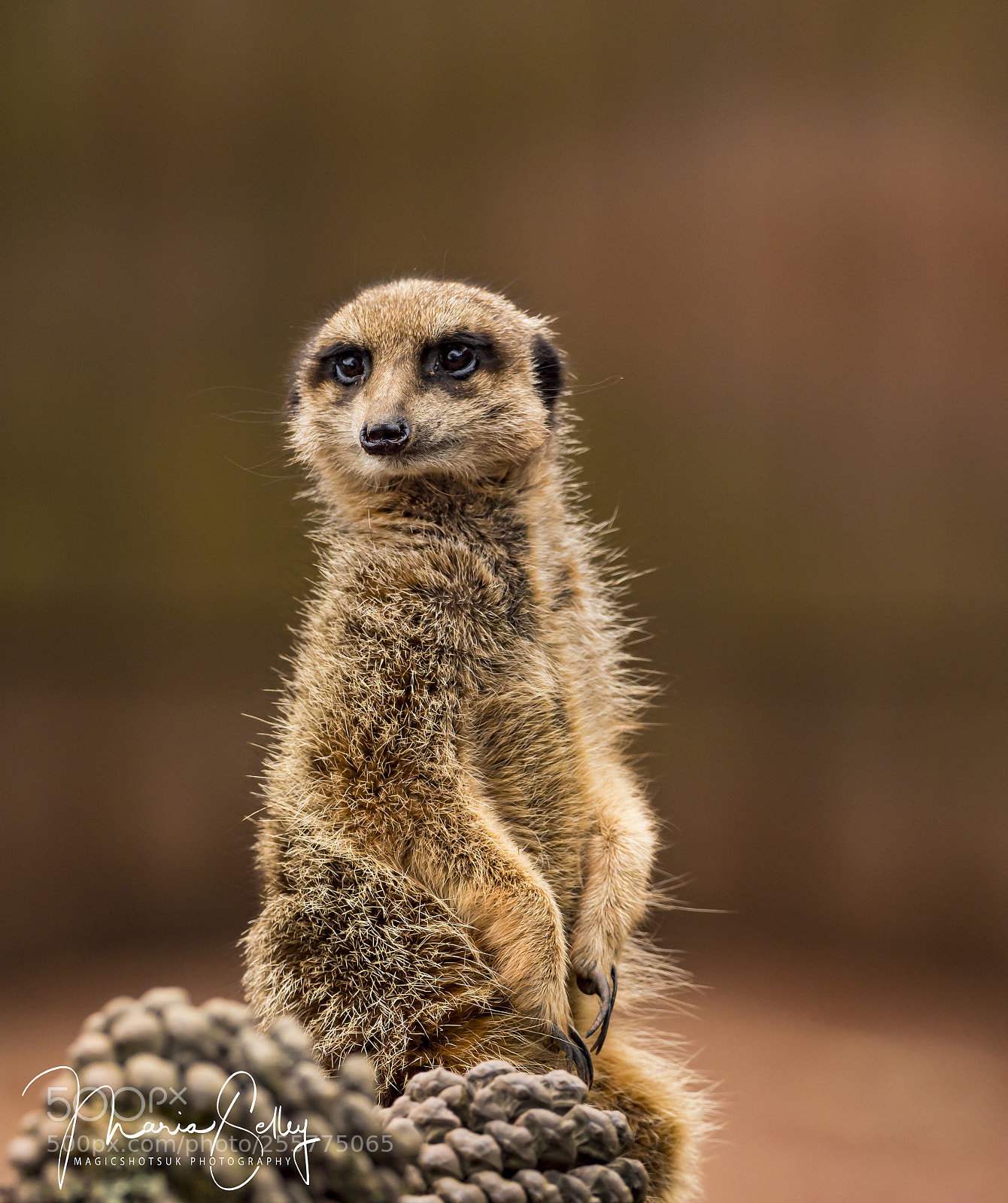 Olympus OM-D E-M1 Mark II sample photo. Eyes of the meerkat photography