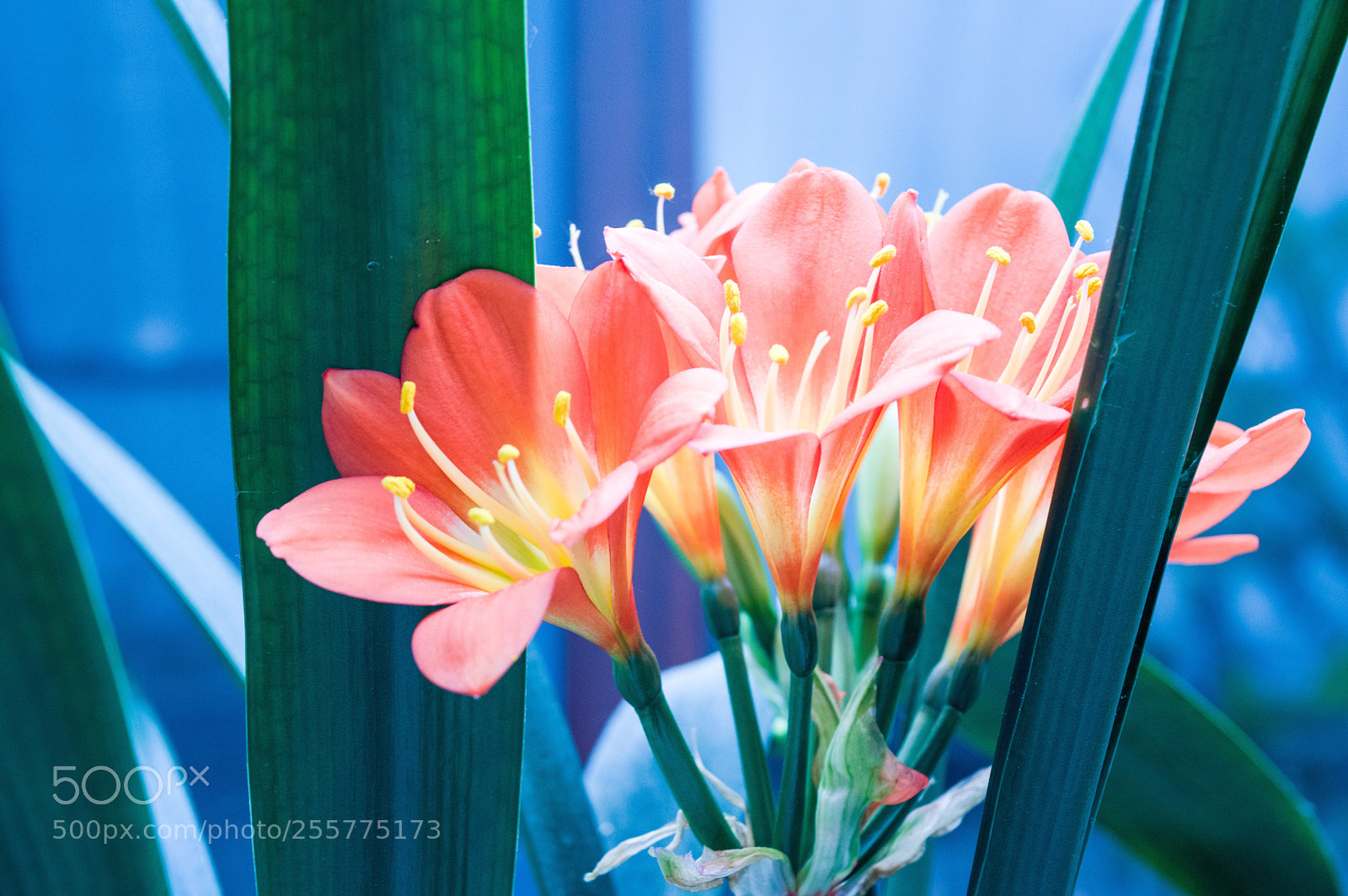 Nikon D3200 sample photo. Bloem photography