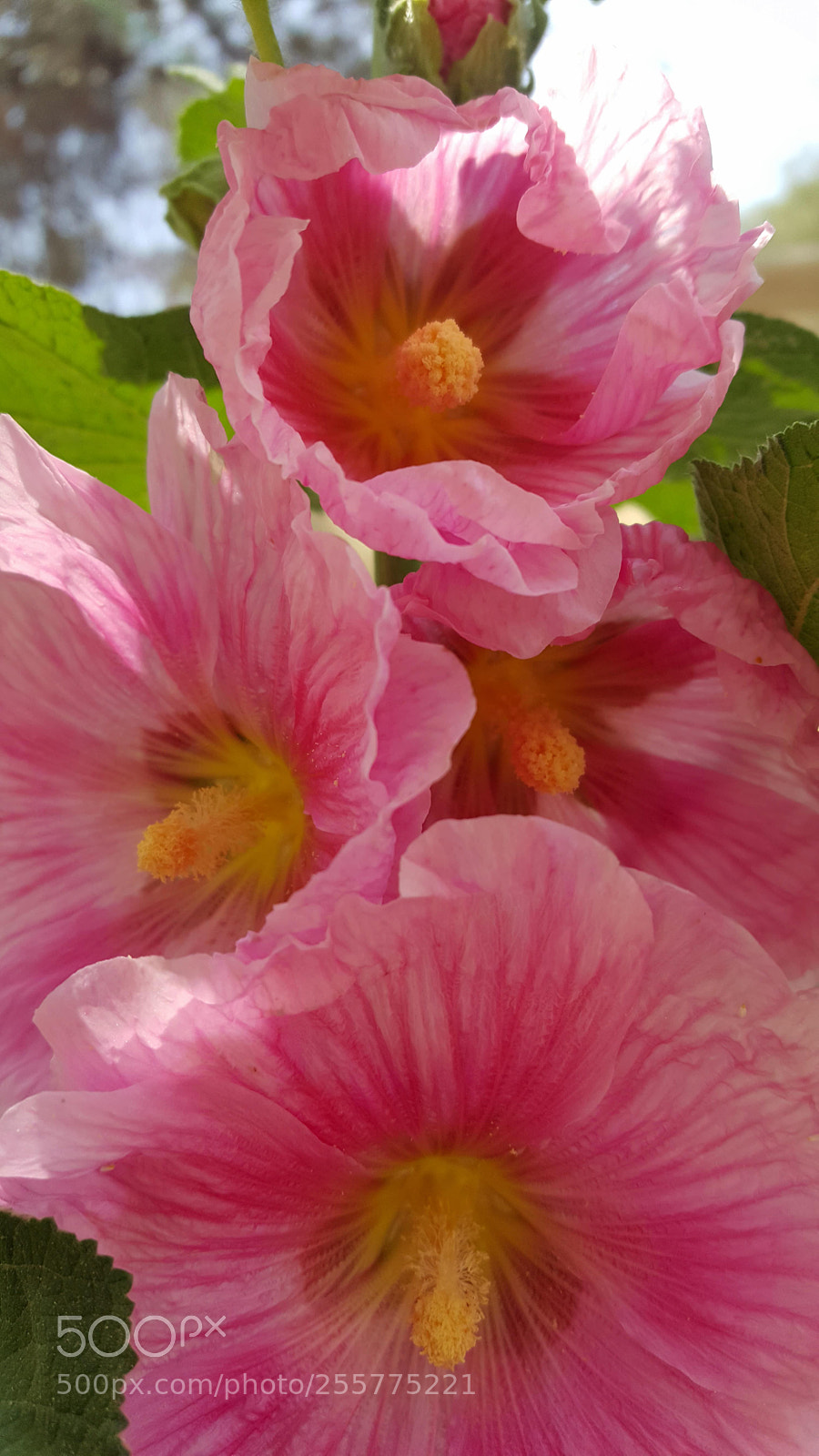 Samsung Galaxy S6 sample photo. Pink photography