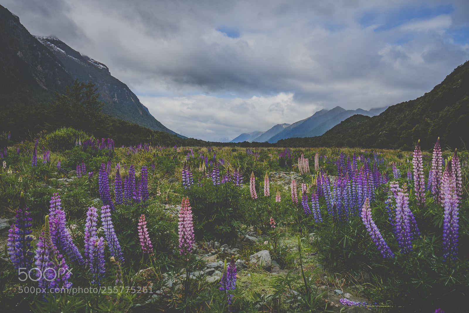 Sony a7R II sample photo. Lupine landscape photography