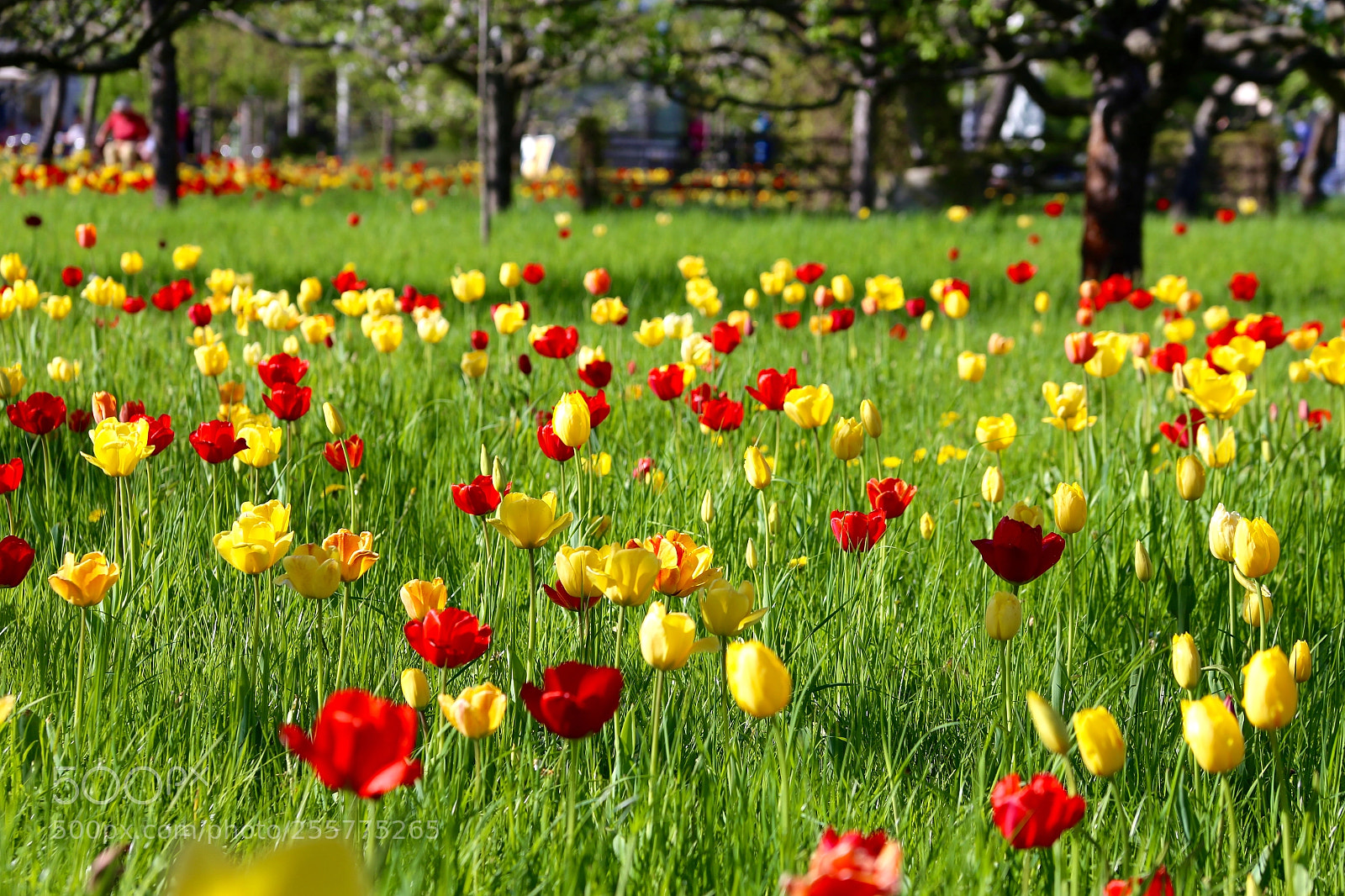 Canon EOS 6D sample photo. Britzer garten photography