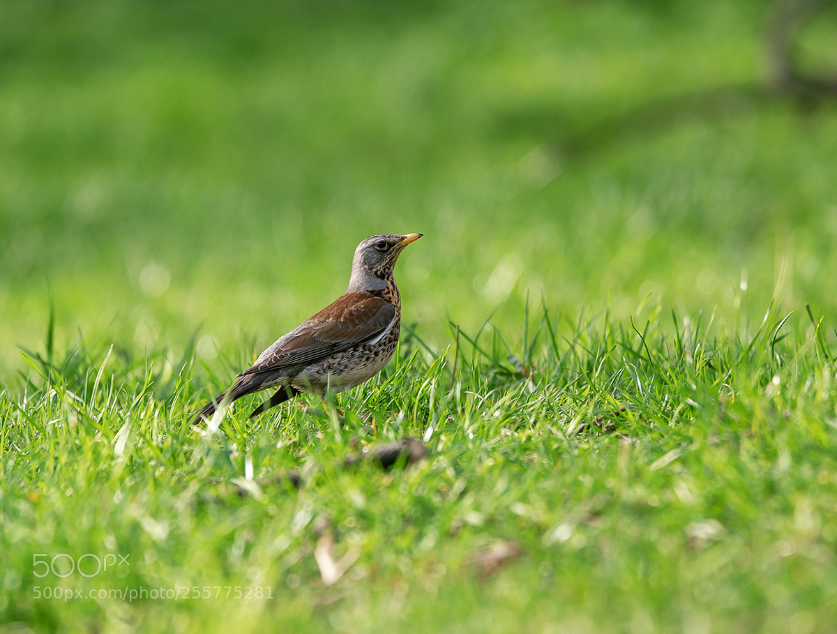 Sony a99 II sample photo. 00217.jpg photography