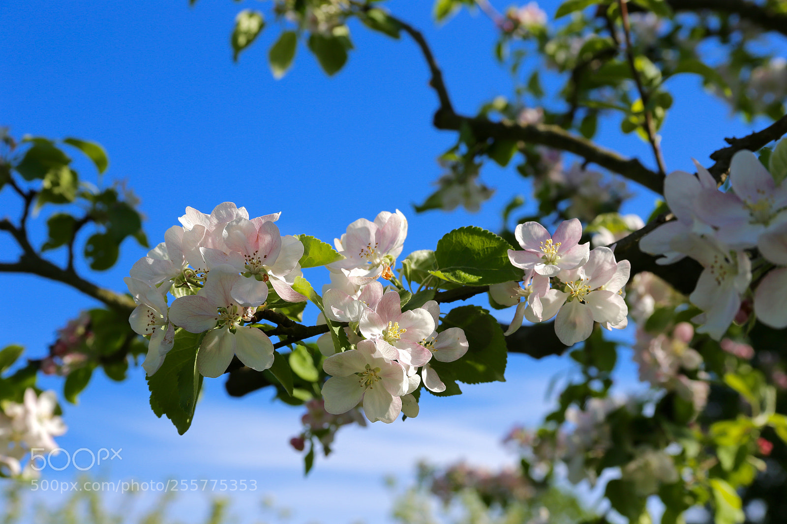 Canon EOS 6D sample photo. Britzer garten photography