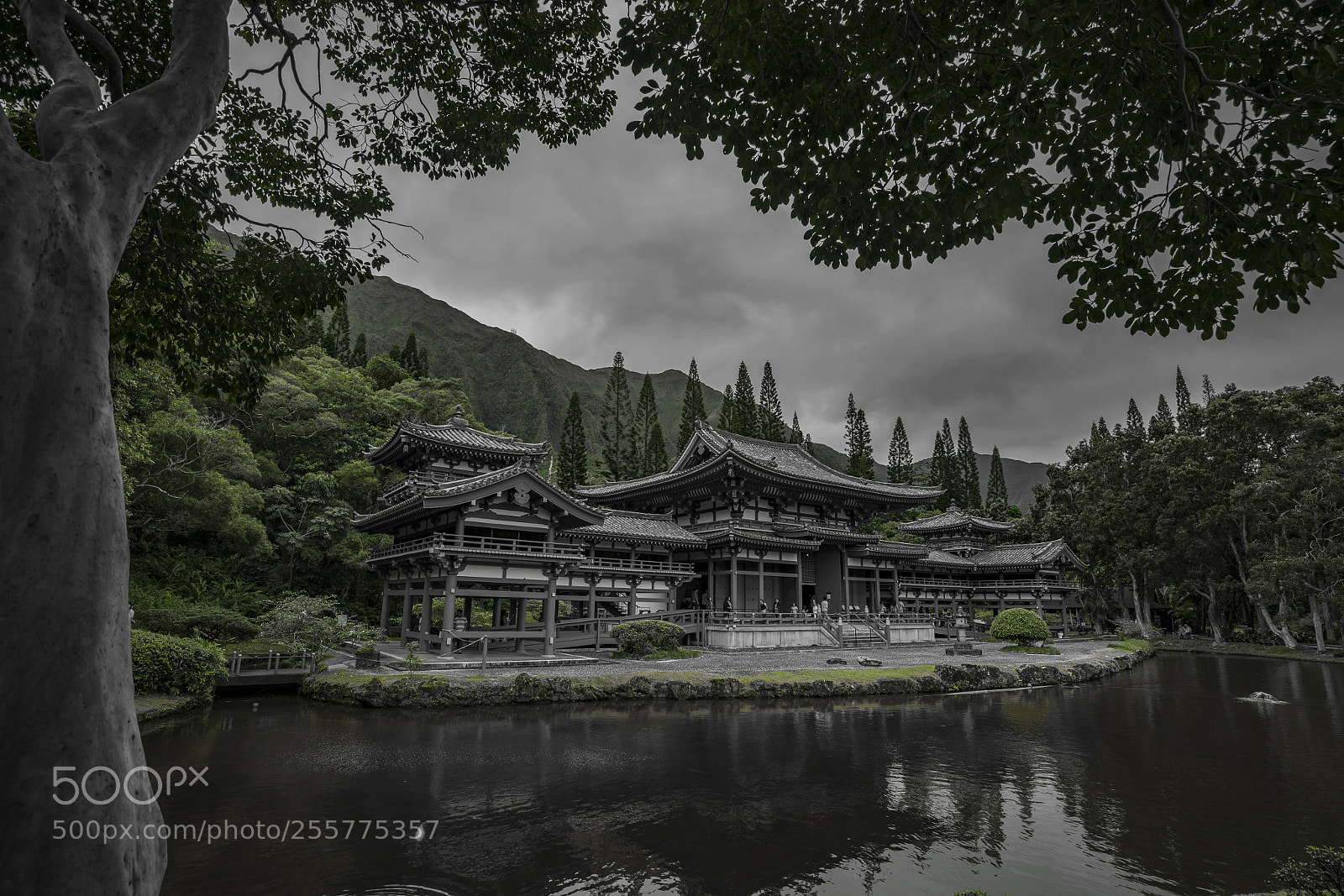 Sony a7R II sample photo. Seeing green photography